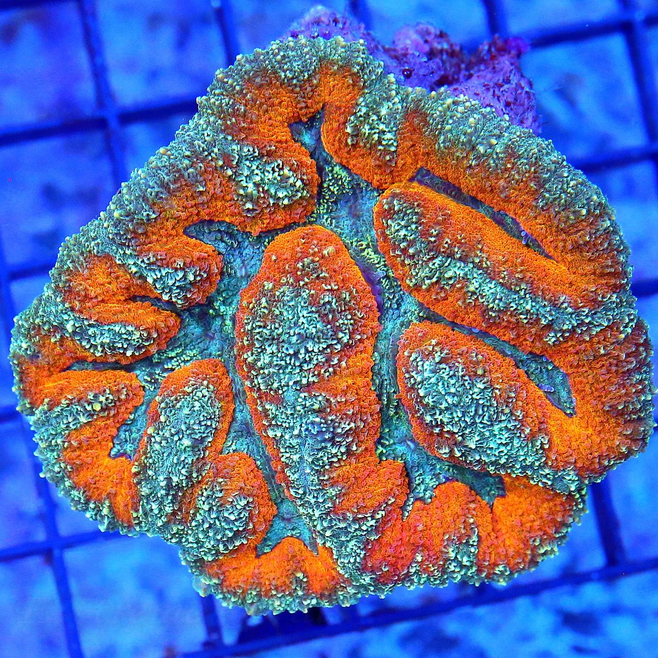 WYSIWYG 3X3 SUPER COLORED VERY VERY UNIQUE INDO ULTRA GRADE LOBOPHYLLIA-AWESOME live coral for sale - Extreme Corals