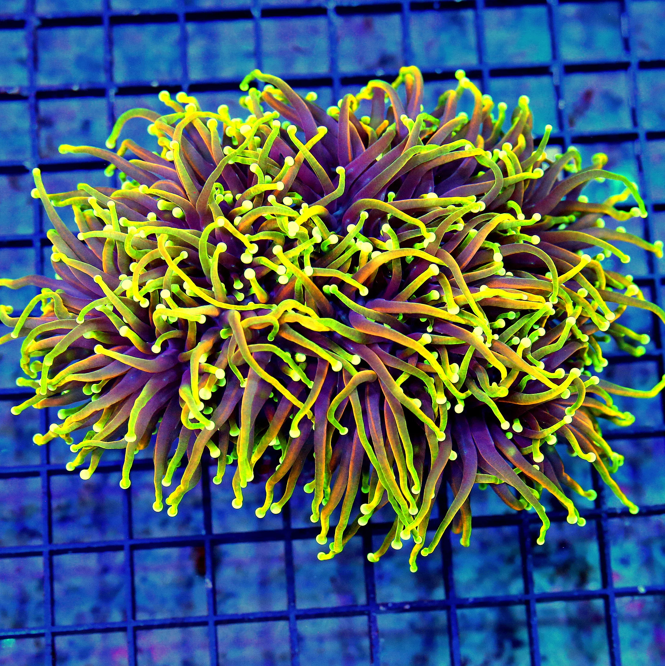 WYSIWYG 6.5X5 XXL INSANE PURPLE TENTACLED NEON LEOMORNAGE TIPPED SHOWPIECE BRANCHING OCTOSPAWN live coral for sale - Extreme Corals