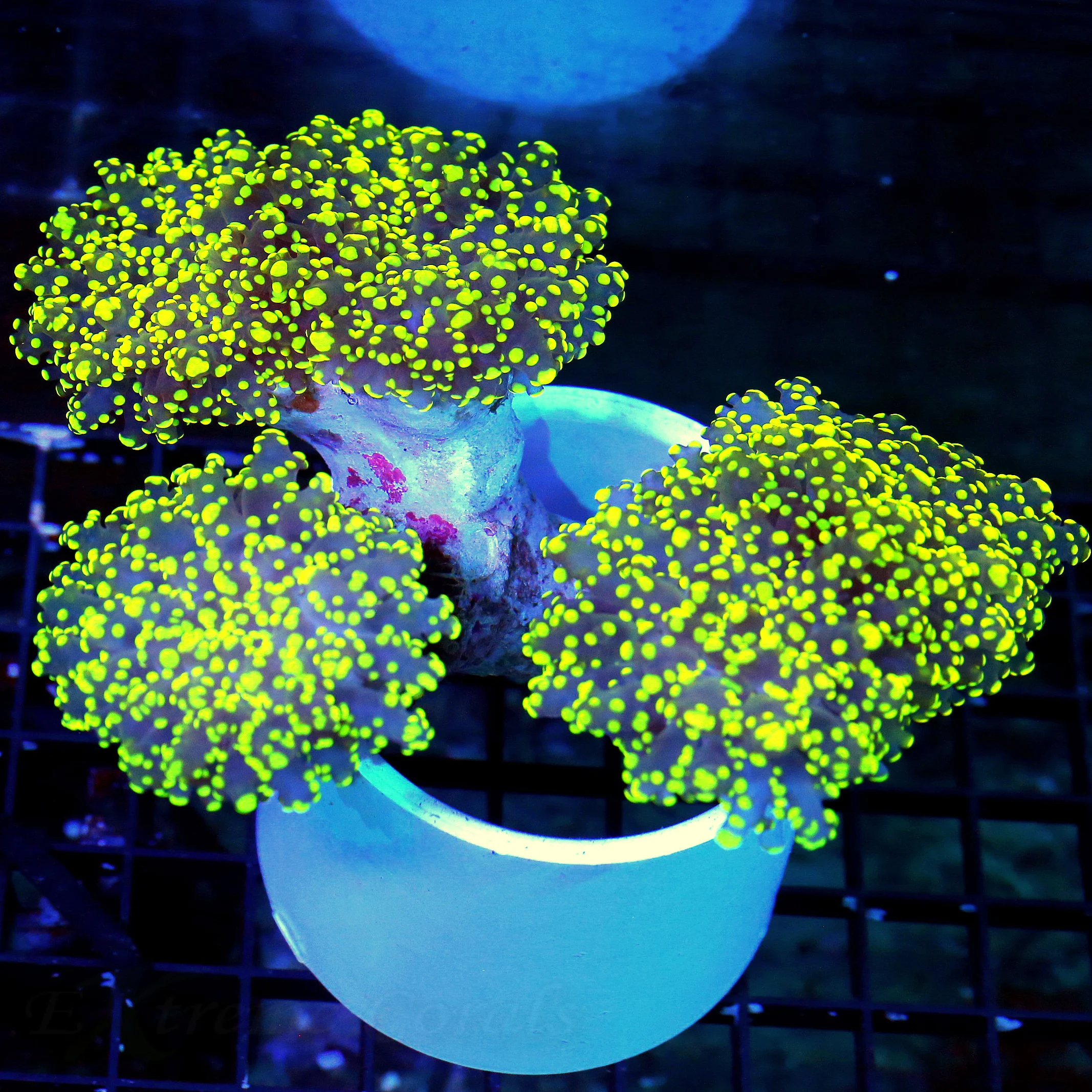 WYSIWYG 8X4.5 XXL SHOWSTOPPER ULTIMATE ORANGE RAINBOW HAMMER-COLLECTORS ITEM!!!! live coral for sale - Extreme Corals