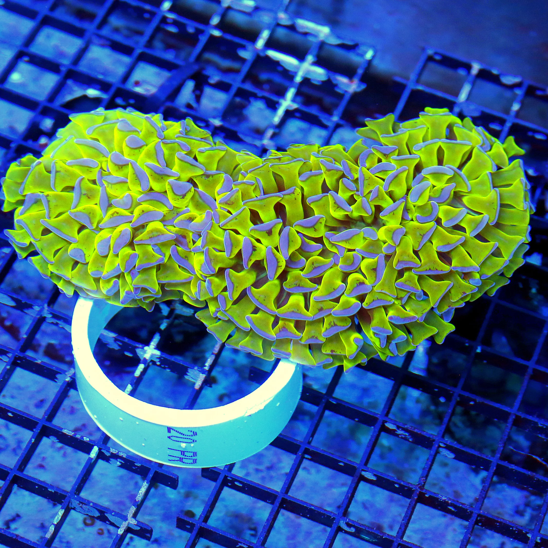 WYSIWYG 7X4 XL SUPER NEON TOXIC GREEN TENTACLED PURPLE TIPPED ULTRA AUSSIE HAMMER live coral for sale - Extreme Corals