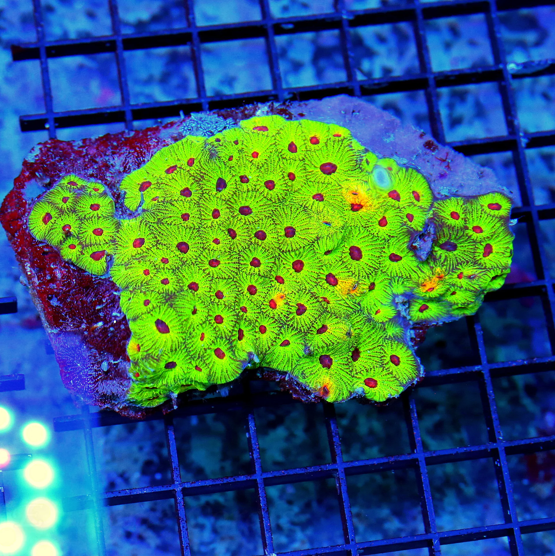 WYSIWYG 5X4 WOW WEE SUPER SUPER RARE "REVERSE FASINATION FAVIA" THIS IS INCREDIBLE SPECIMEN!! live coral for sale - Extreme Corals