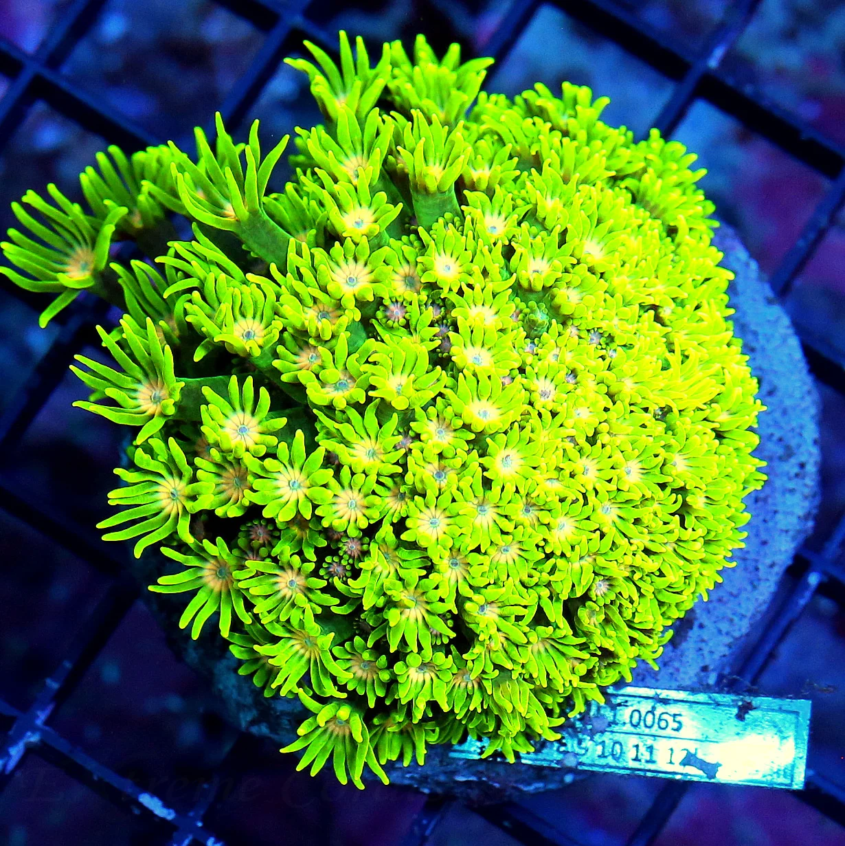 WYSIWYG 4X4 SCOTT'S HANDPICKED PINK EYED ULTRA LEMON LIME YELLOW ULTIMATE INDO GONIOPORA live coral for sale - Extreme Corals