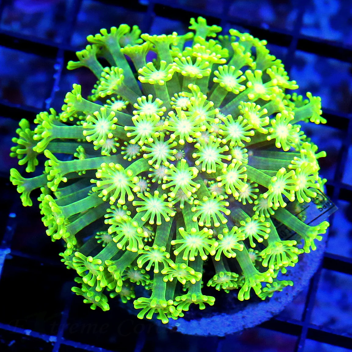 WYSIWYG 4X4 SCOTT'S HANDPICKED WHITE EYED ULTRA LEMON LIME YELLOW ULTIMATE INDO GONIOPORA live coral for sale - Extreme Corals