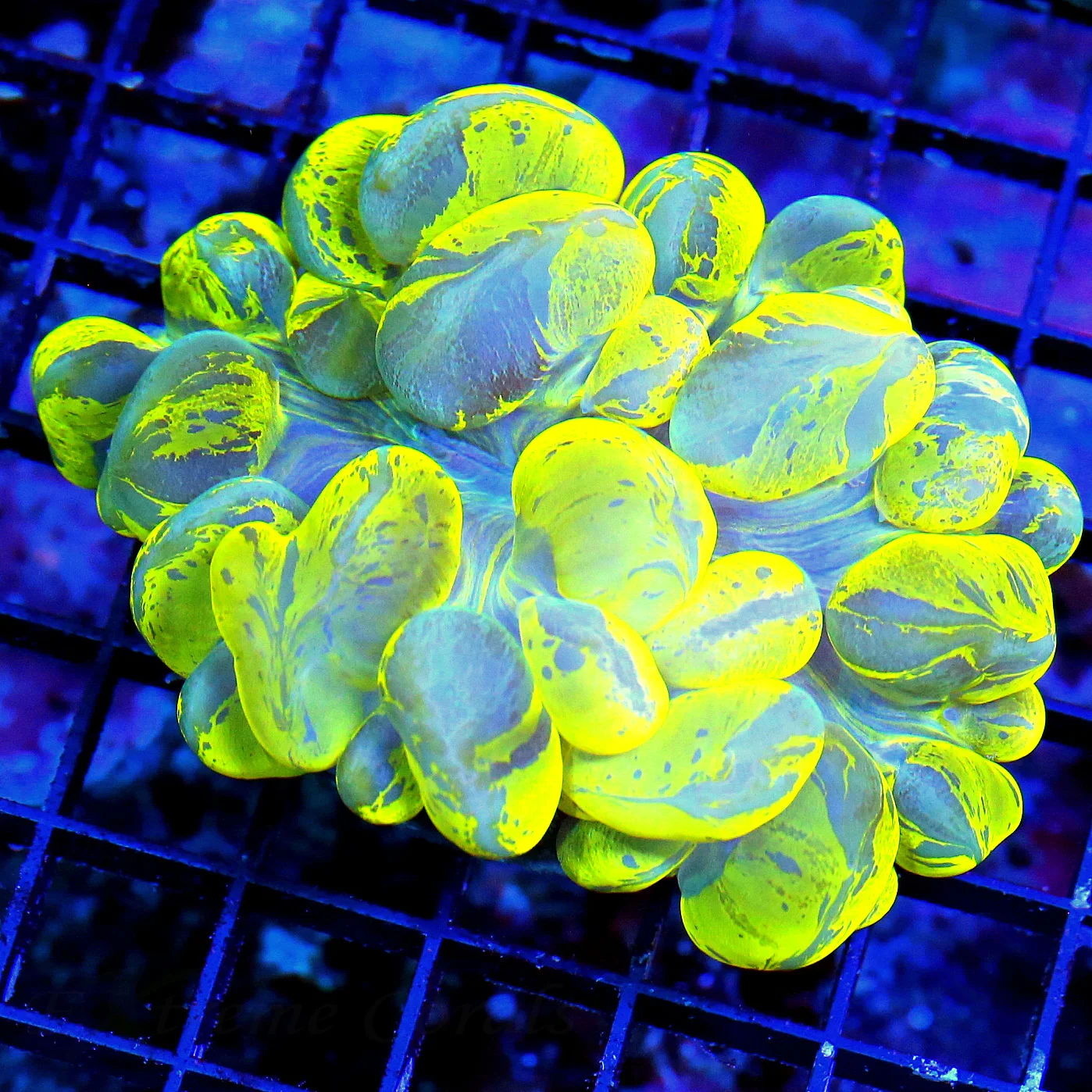 WYSIWYG 4.5X3.5 STUNNING COLOR VERY VERY INTENSE NEON SUPER TOXIC YELLOW AND BLUE SPLATTER INDO BUBBLE!!! live coral for sale - Extreme Corals