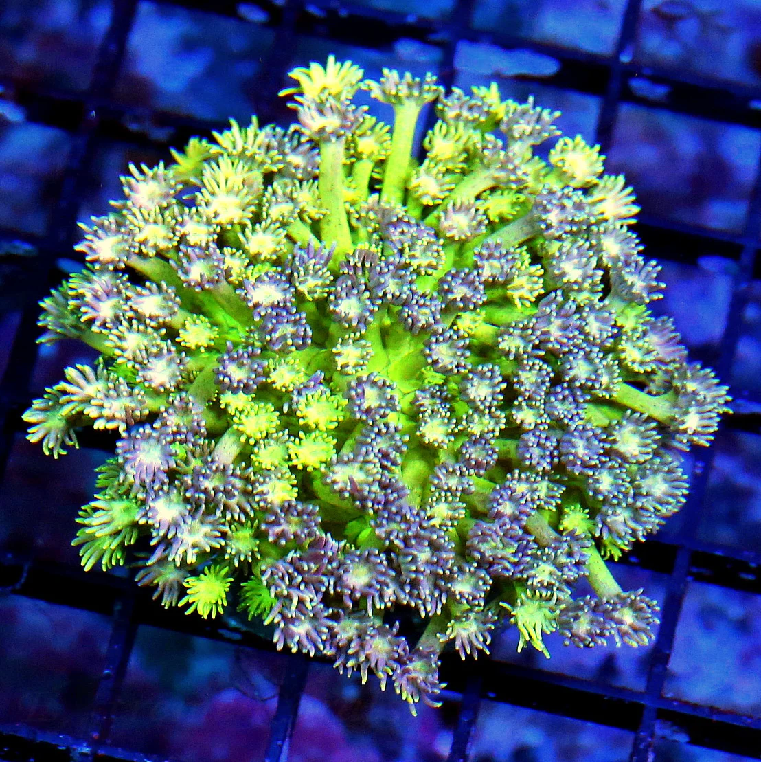 WYSIWYG 4X4 SCOTT'S HANDPICKED SUPER SUPER RARE YELLOW PURPLE TIPPED SHOWPIECE COLLECTOR GONIOPORA live coral for sale - Extreme Corals