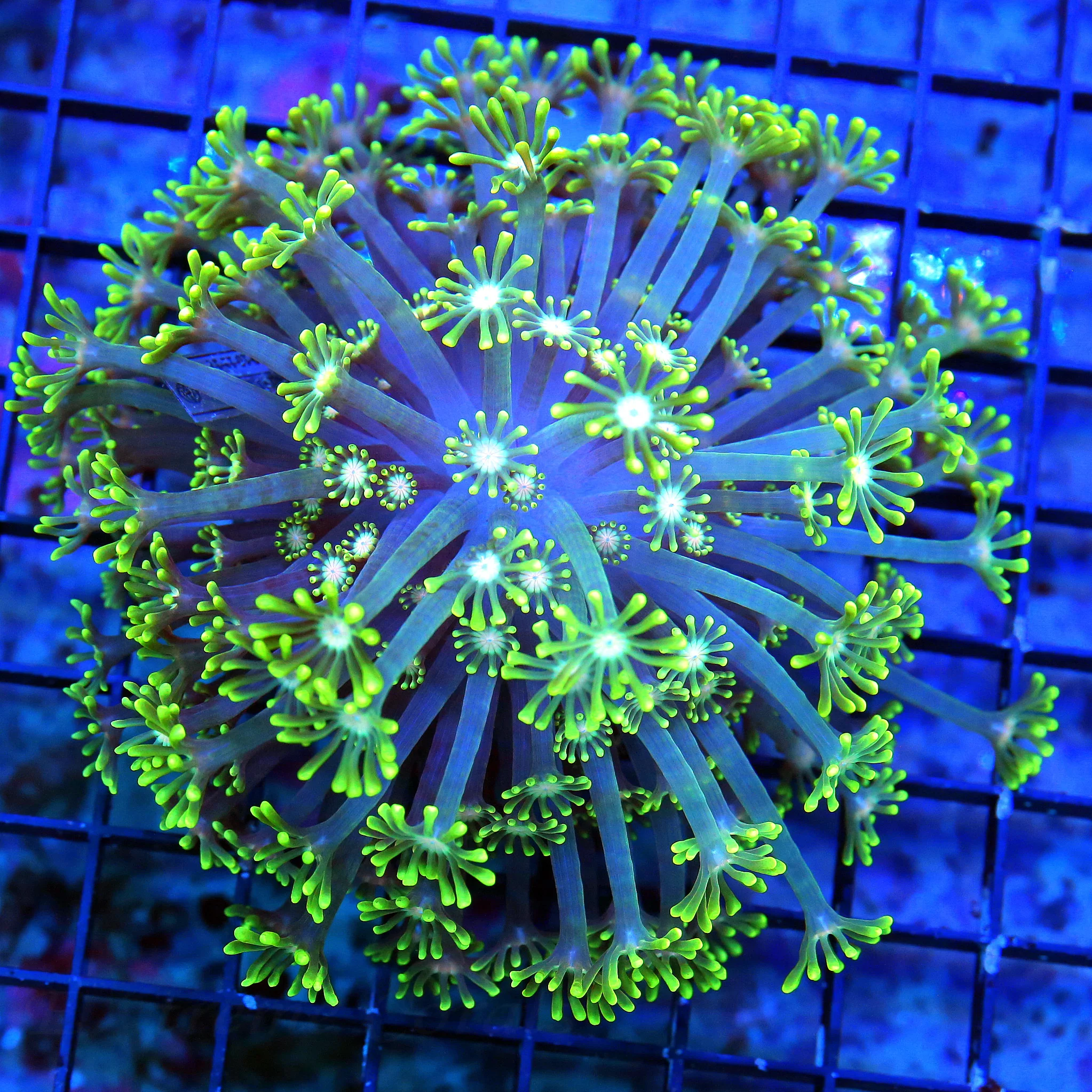WYSIWYG 5X5 SCOTT'S HANDPICKED WHITE EYED ULTRA LEMON LIME GREEN ULTIMATE INDO GONIOPORA live coral for sale - Extreme Corals