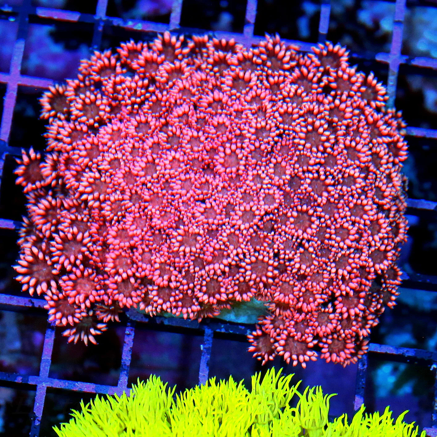 WYSIWYG 5X4 OUT OF THIS WORLD COLLECTOS ITEM MULTICOLORED RED AUSSIE GONIOPORA-INCREDIBLE live coral for sale - Extreme Corals