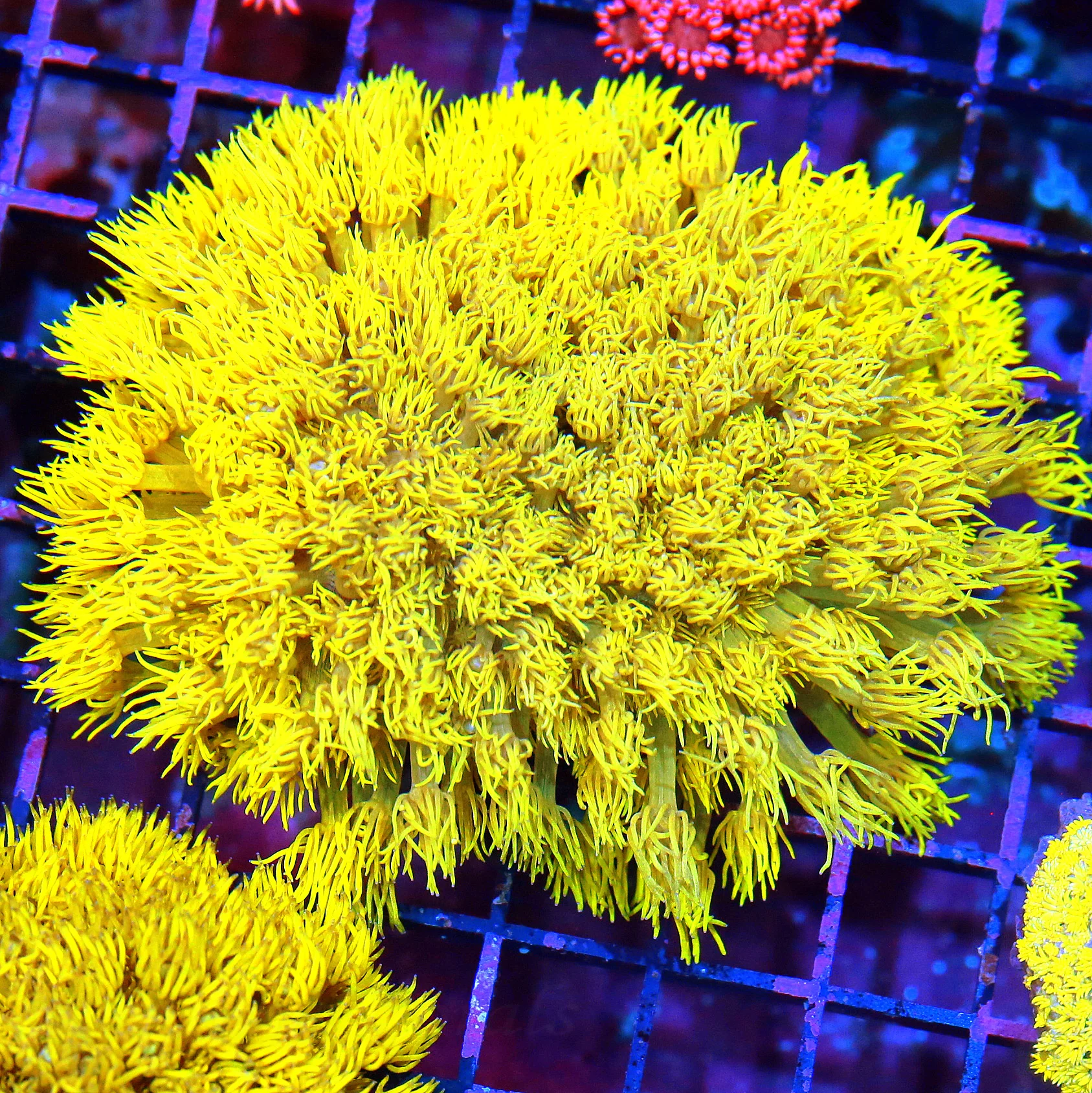 WYSIWYG 5X5 HIGHLIGHTER FLORESCENT NEON ULTRA GLOWING YELLOW COLLECTORS ITEM AUSSIE GONIOPORA live coral for sale - Extreme Corals