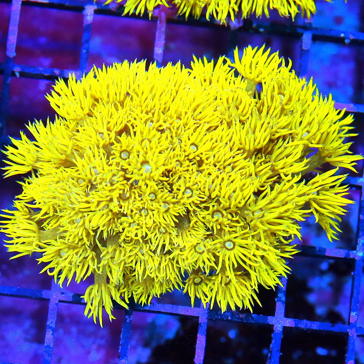 WYSIWYG 4X3.5 HIGHLIGHTER FLORESCENT NEON ULTRA GLOWING YELLOW COLLECTORS ITEM AUSSIE GONIOPORA live coral for sale - Extreme Corals