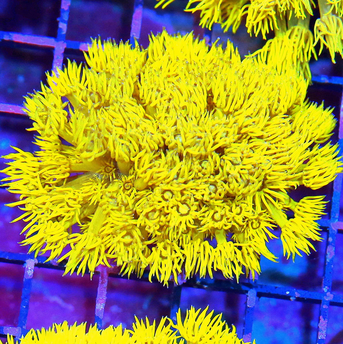 WYSIWYG 4X3 HIGHLIGHTER FLORESCENT NEON ULTRA GLOWING YELLOW COLLECTORS ITEM AUSSIE GONIOPORA live coral for sale - Extreme Corals