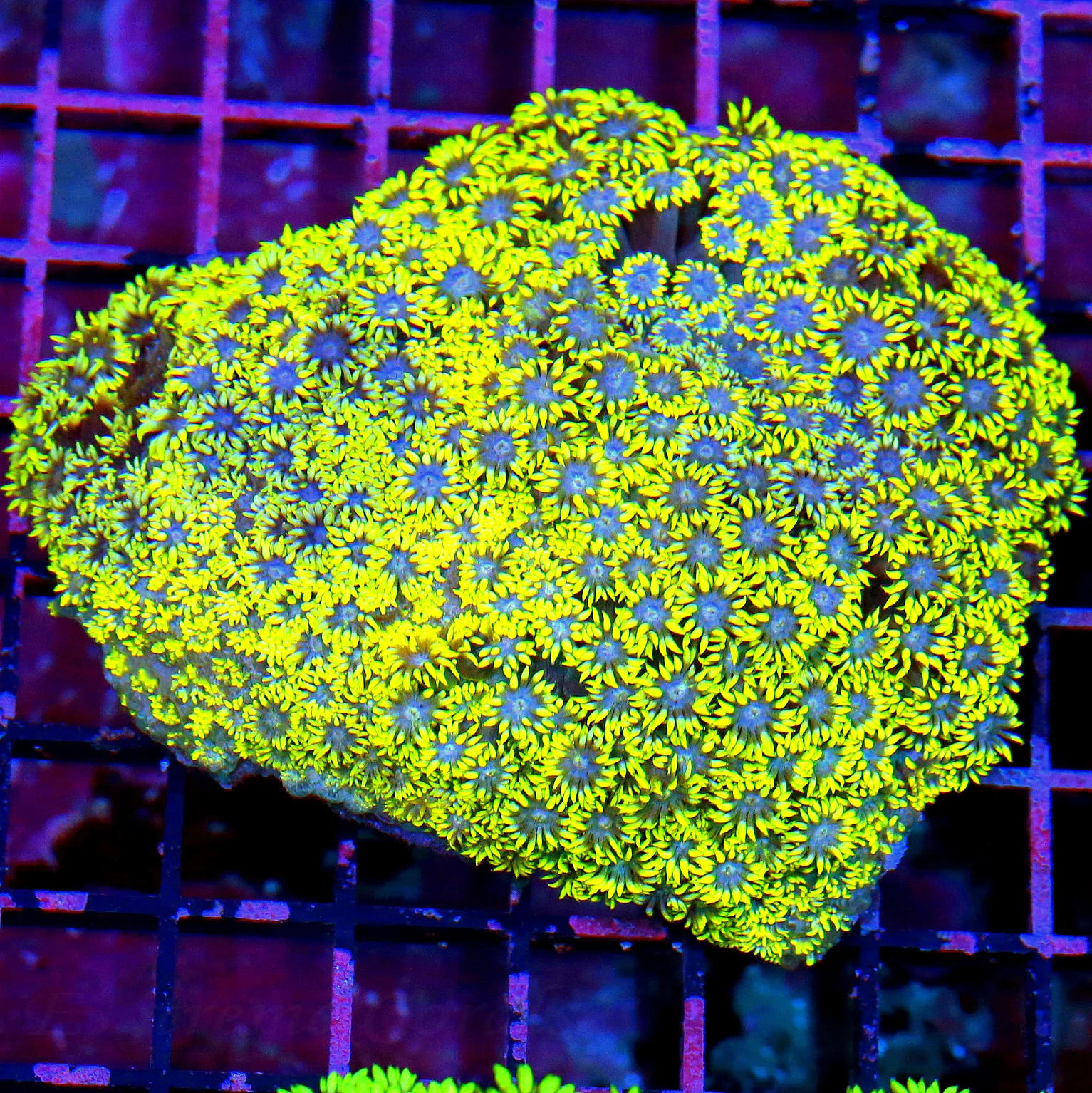 WYSIWYG 5.5X5 XXL NEON YELLOW SUPER BLUE JEWELED EYD XXL SHOWPIECE GONIOPORA live coral for sale - Extreme Corals