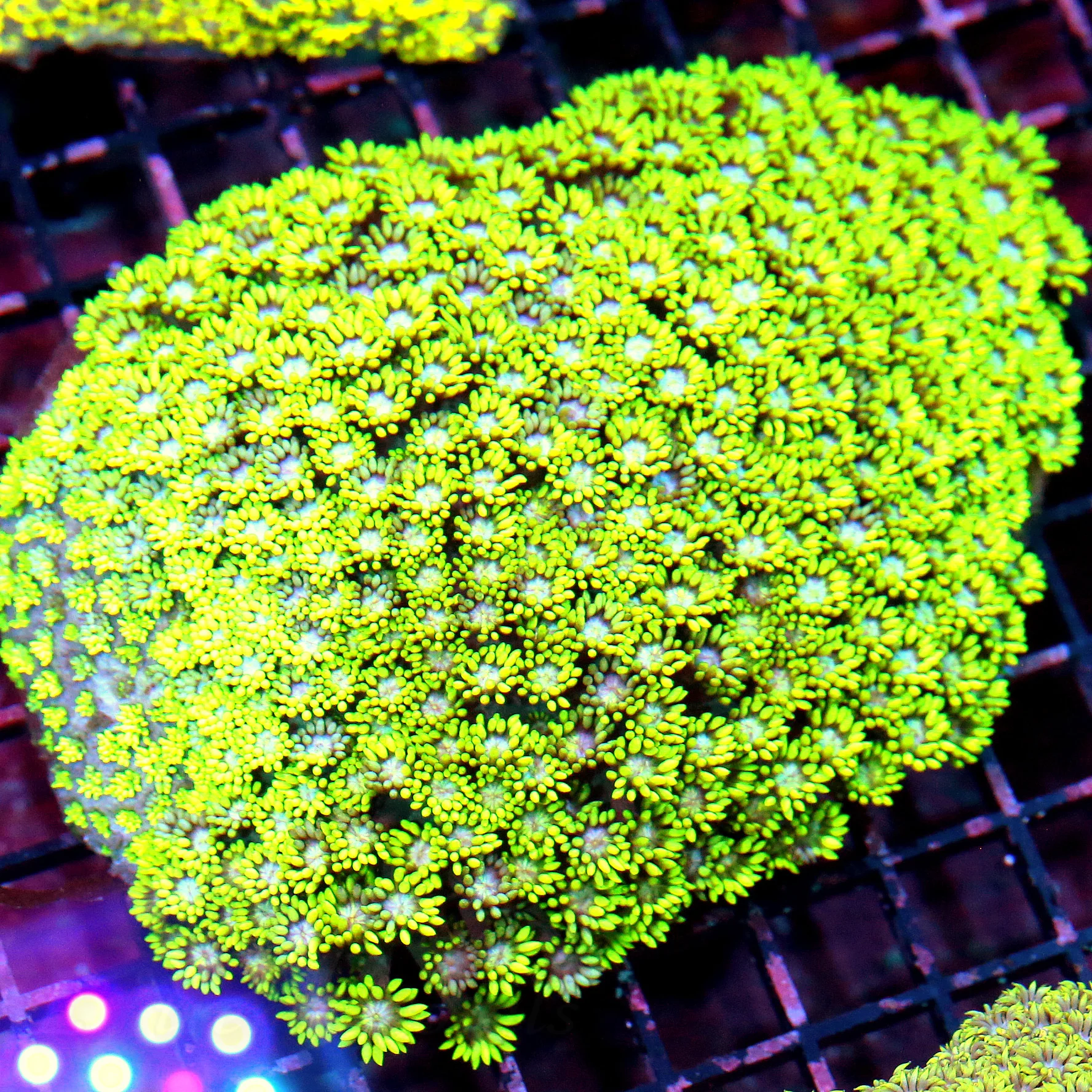 WYSIWYG 7X5 XXL FLORESCENT NEON YELLOW BLUE JEWELED EYED ULTRA GRADE COLLECTOR GONIOPORA live coral for sale - Extreme Corals