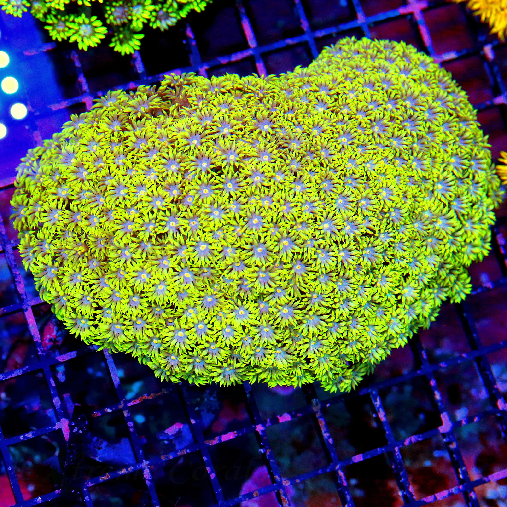 WYSIWYG 6x5 XXL NEON YELLOW SUPER BLUE-PINK CENTERED COLLCTORS ITEM XXL SHOWPIECE GONIOPORA live coral for sale - Extreme Corals