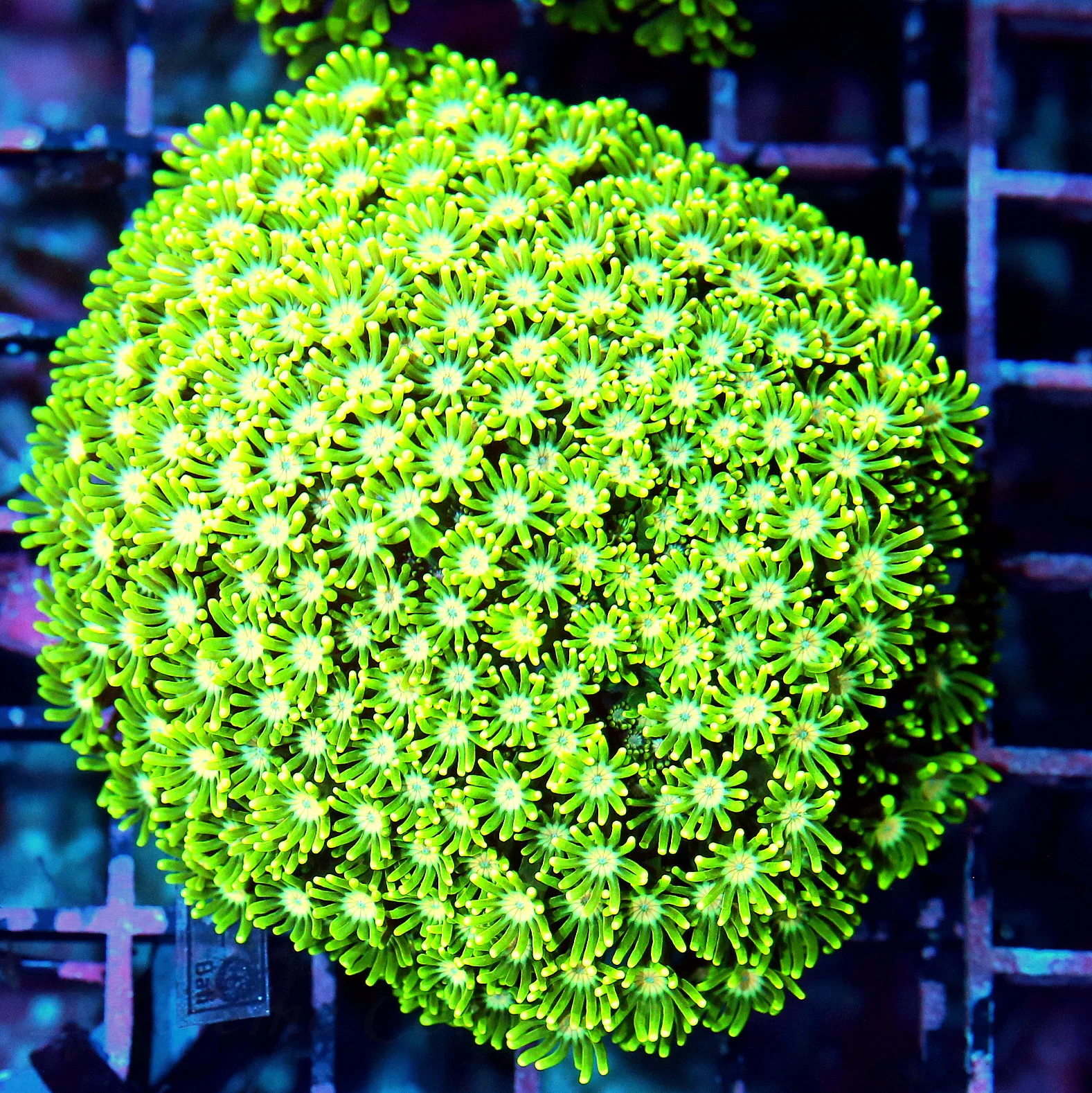 WYSIWYG 5X5 WOWEE PINK JEWELED EYED ULTRA ULTRA YELLOW SHOWPIECE GONIOPORA-WICKED SPECIMEN live coral for sale - Extreme Corals