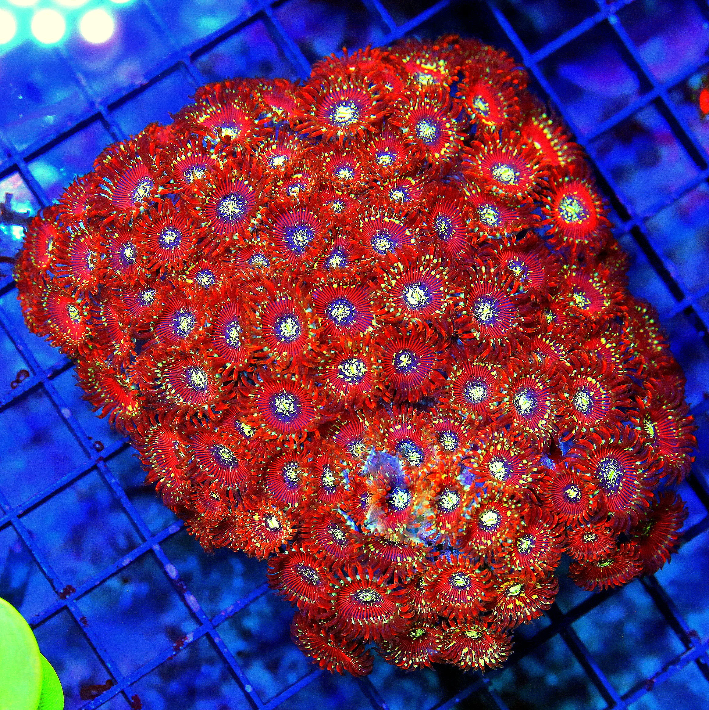 WYSIWYG 5.5x5.5 XXL SALTED AGAVE MAGICIAN PALYTHOAS-COLLECTORS ITEM ULTRA ULTRA COLORED VERY RARE SPECIMEN!! live coral for sale - Extreme Corals