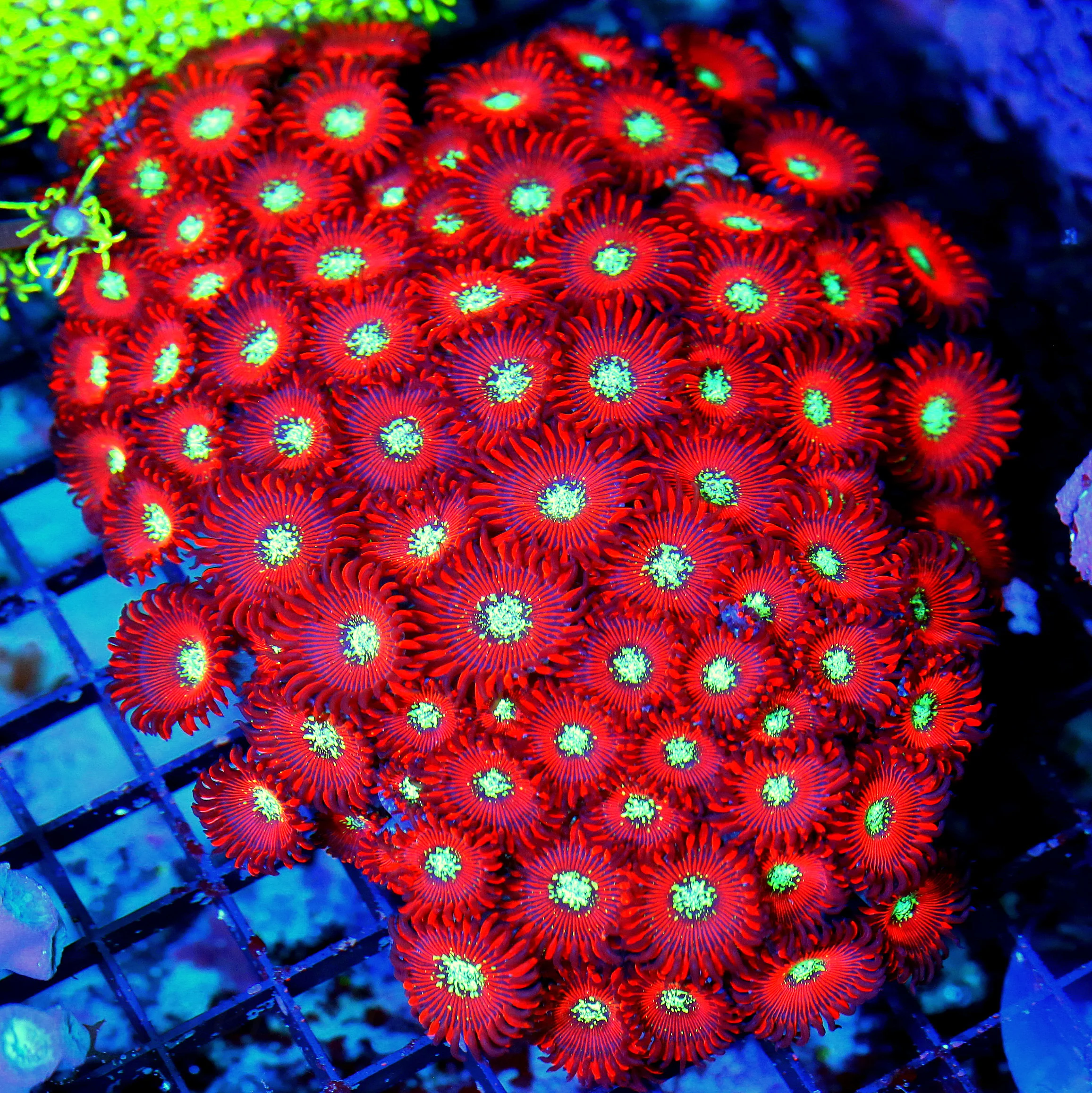 WYSIWYG 7X6 XXL MAGICIAN PALYTHOAS-COLLECTORS ITEM ULTRA ULTRA COLORED VERY RARE MAGICIAN PALYTHOAS-AWESOME live coral for sale - Extreme Corals