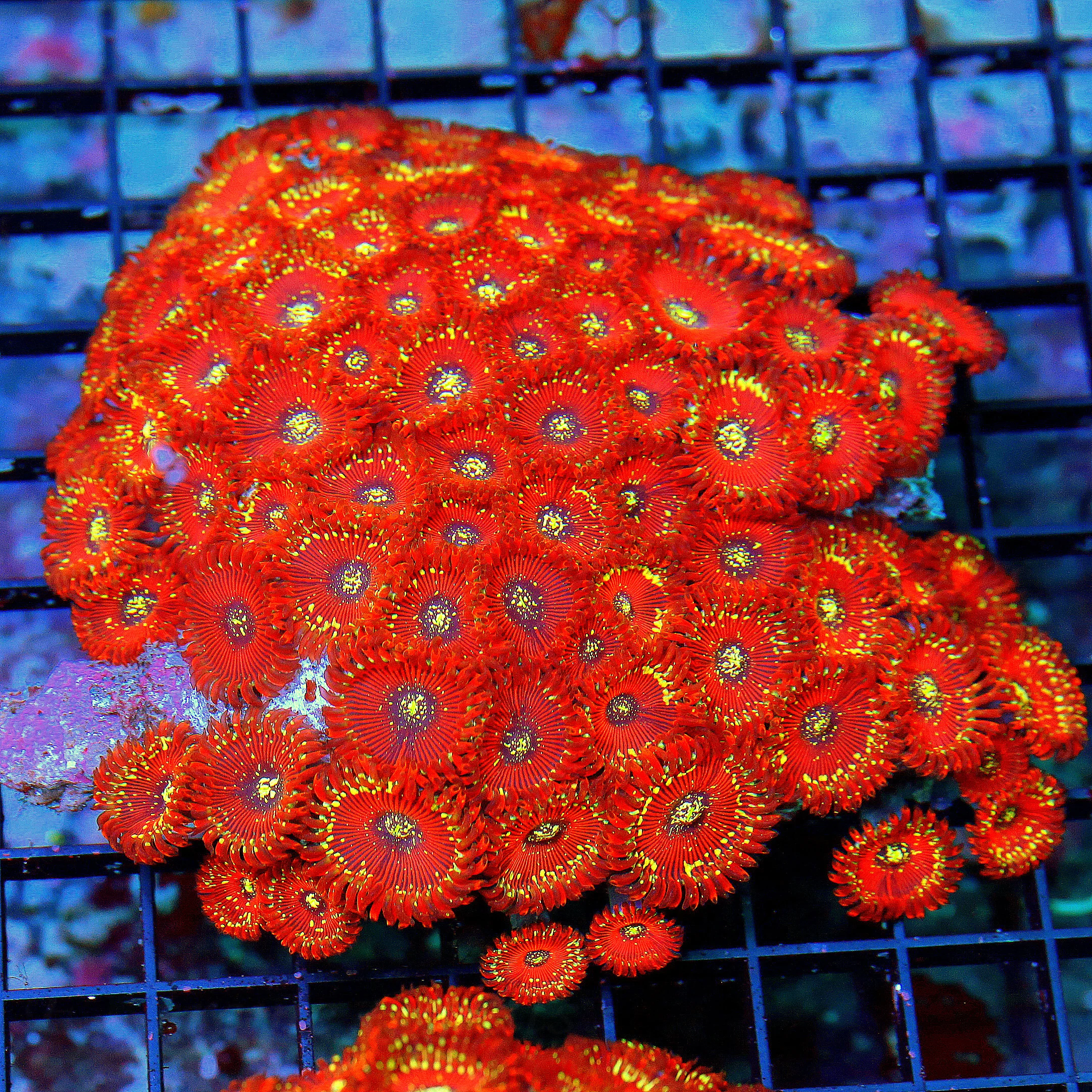 WYSIWYG 5.5x5.5 XXL SALTED AGAVE MAGICIAN PALYTHOAS-COLLECTORS ITEM ULTRA ULTRA COLORED VERY RARE SPECIMEN!! live coral for sale - Extreme Corals
