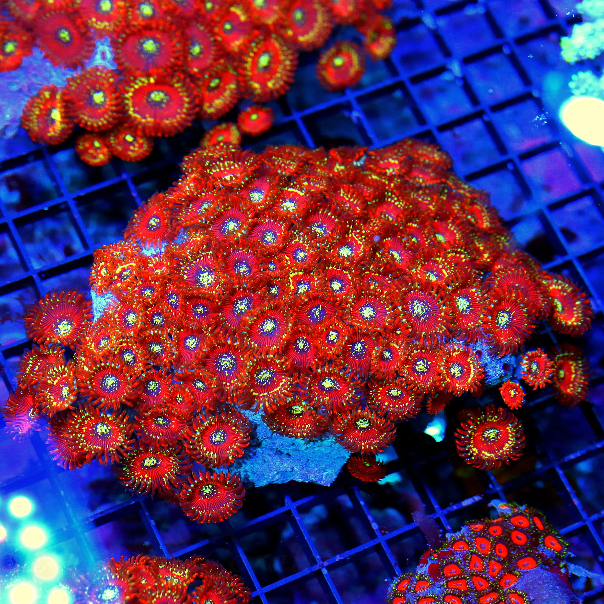 WYSIWYG 6.5x5.5 XXL SALTED AGAVE MAGICIAN PALYTHOAS-COLLECTORS ITEM ULTRA ULTRA COLORED VERY RARE SPECIMEN!! live coral for sale - Extreme Corals