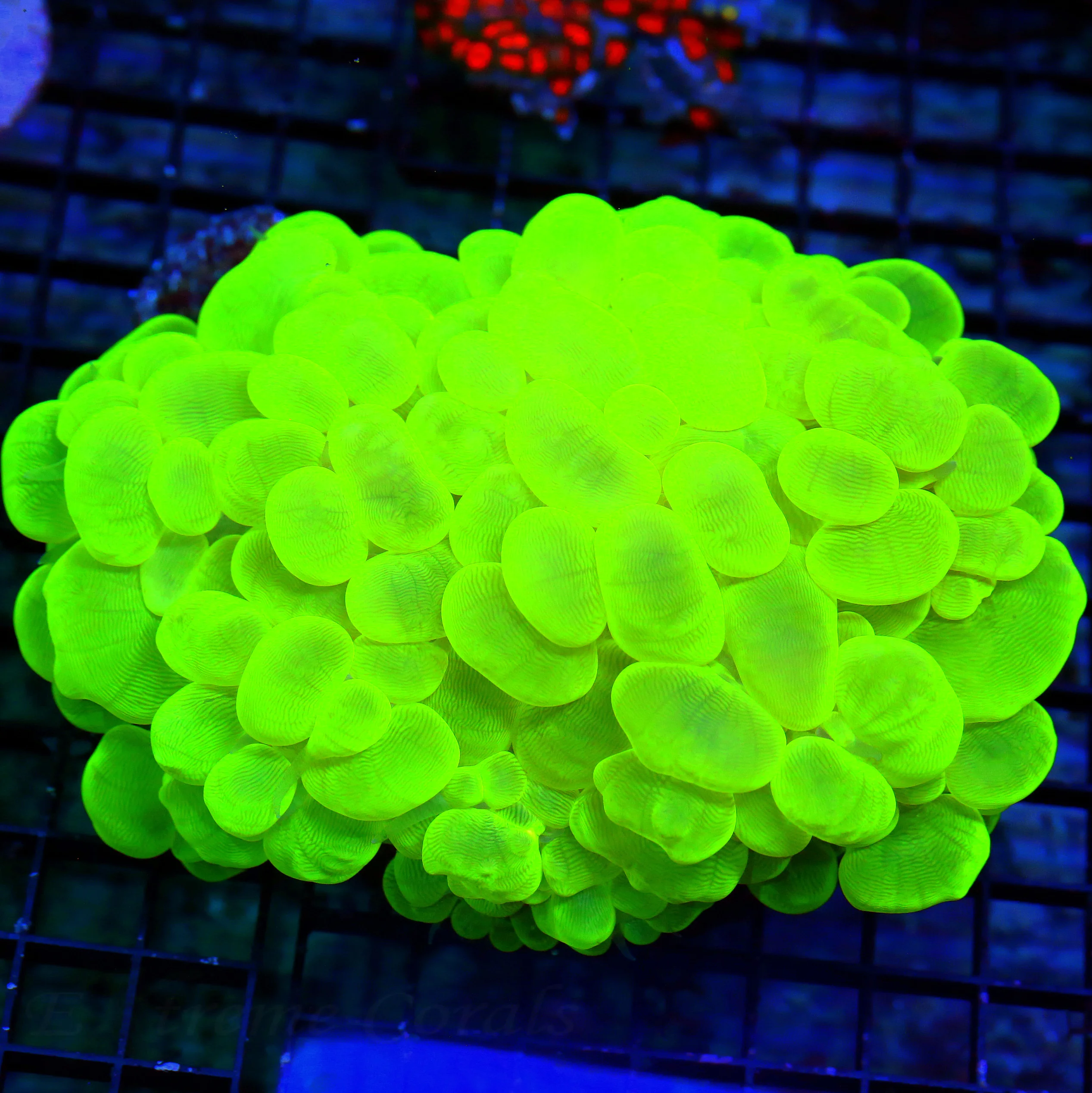 WYSIWYG 7X6 GIGANTIC CENTERPIECE GLOW IN THE DARK TOXIC GREEN BUBBLE-COLLECTORS ITEM!! live coral for sale - Extreme Corals