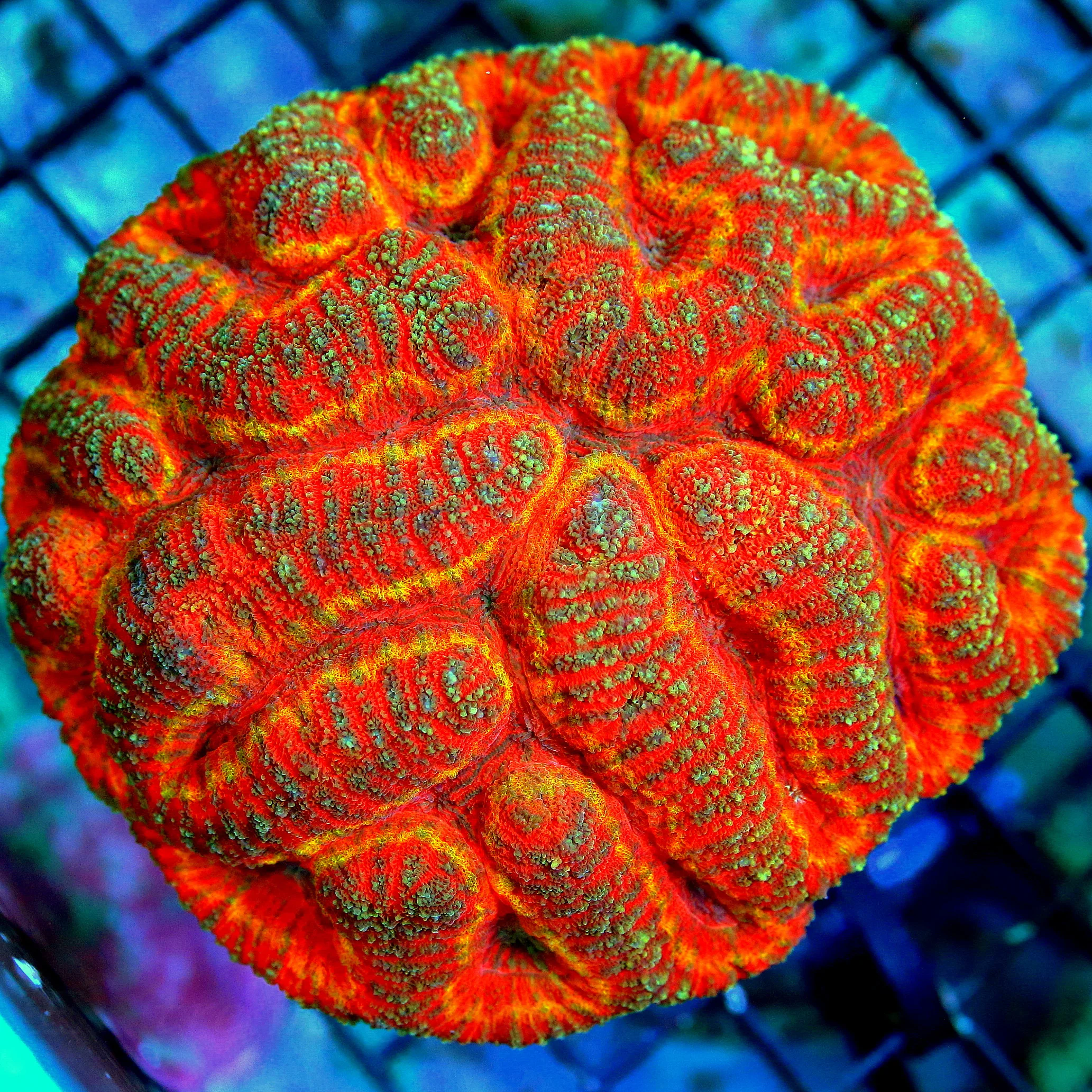 WYSIWYG 5X4.5 OUTSTANDING ULTRA COLORED SHOWPIECE TRICOLORED PERFECT AUSSIE LOBOPHYLLIA live coral for sale - Extreme Corals