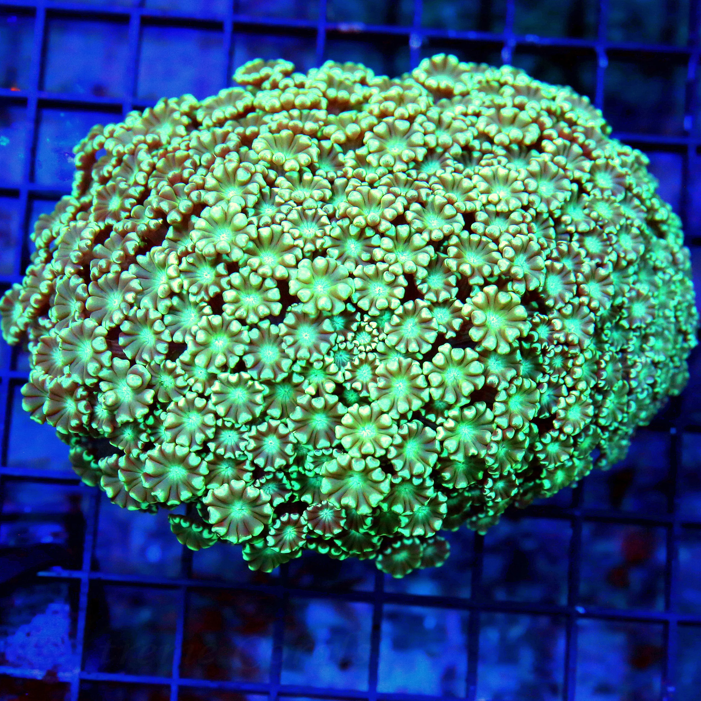 WYSIWYG 5.5X4 PINK TIPE SEAFOAM GREEN ULTRA COLORED ALVEOPORA-AWESOME COLOR!! live coral for sale - Extreme Corals