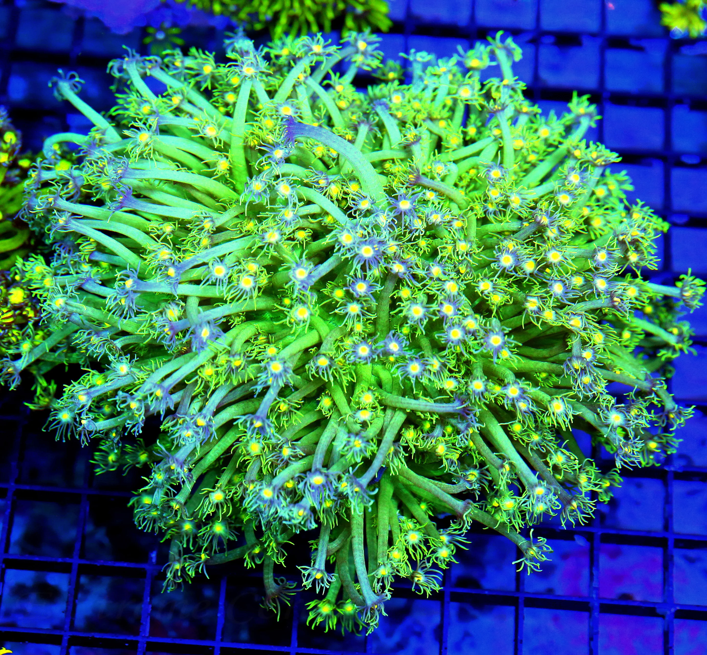 WYSIWYG 7X7 GIANT XXL CENTERPIECE REVERSE TWINKLER INDO GONIOPORA-SHOWPIECE!!! live coral for sale - Extreme Corals