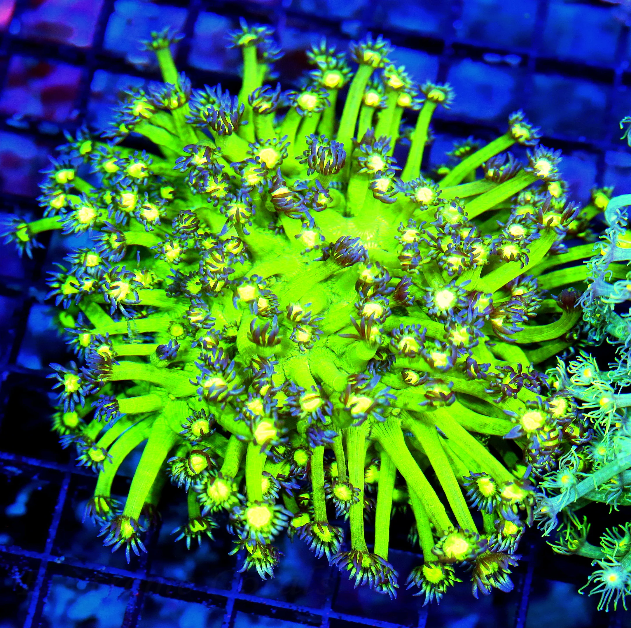 WYSIWYG 6X6 HANDPICKED BY SCOTT XXL EXTREMECORALS GLITTER MORPH GONIOPORA-COLLECTORS ITEM COLOR live coral for sale - Extreme Corals