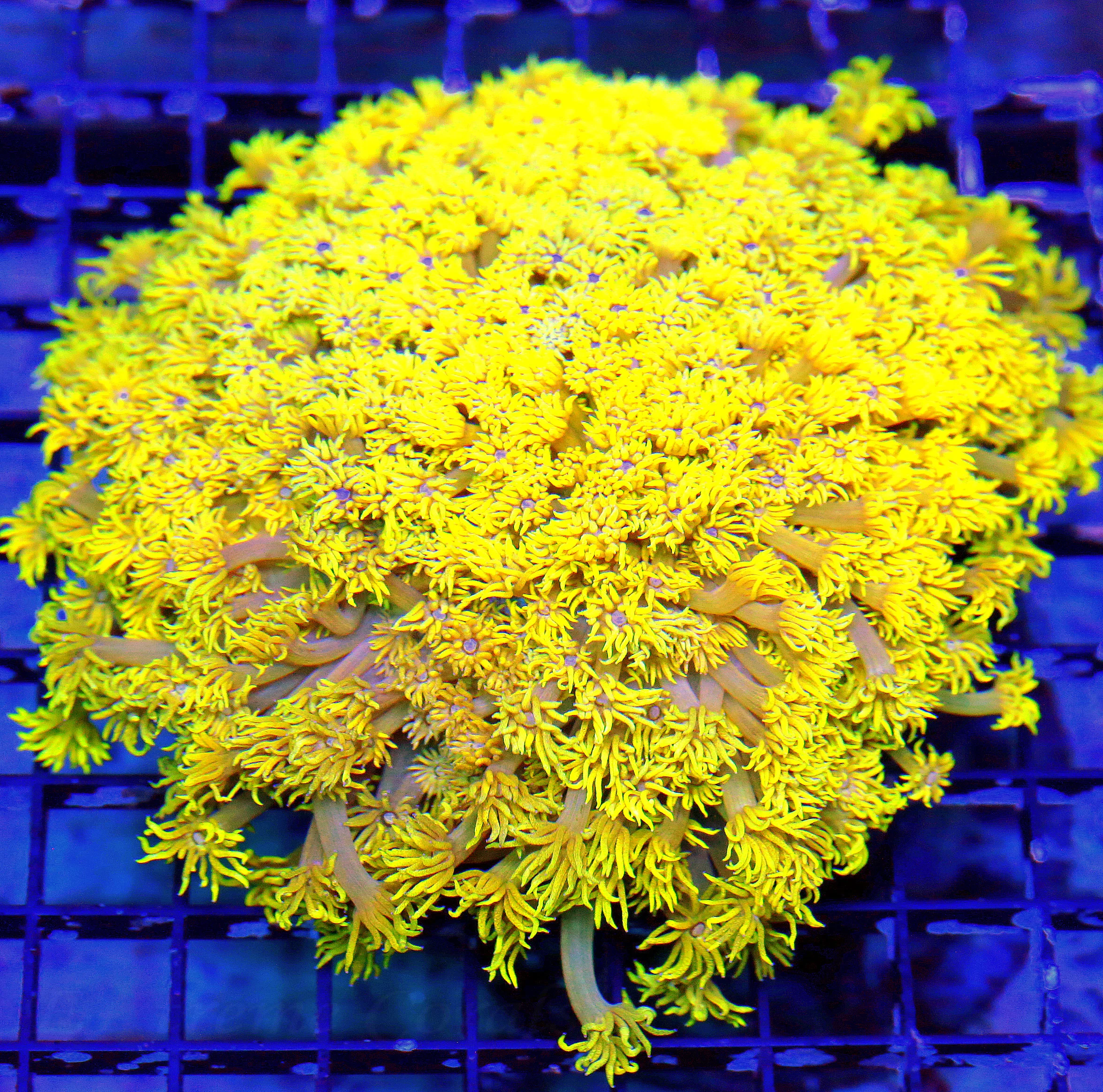 WYSIWYG 8X8 GIGANTIC SUPER ULTRA ULTRA NEON FLORESCENT YELLOW SHOWPIECE GONIOPORA-INSANE!!!! live coral for sale - Extreme Corals