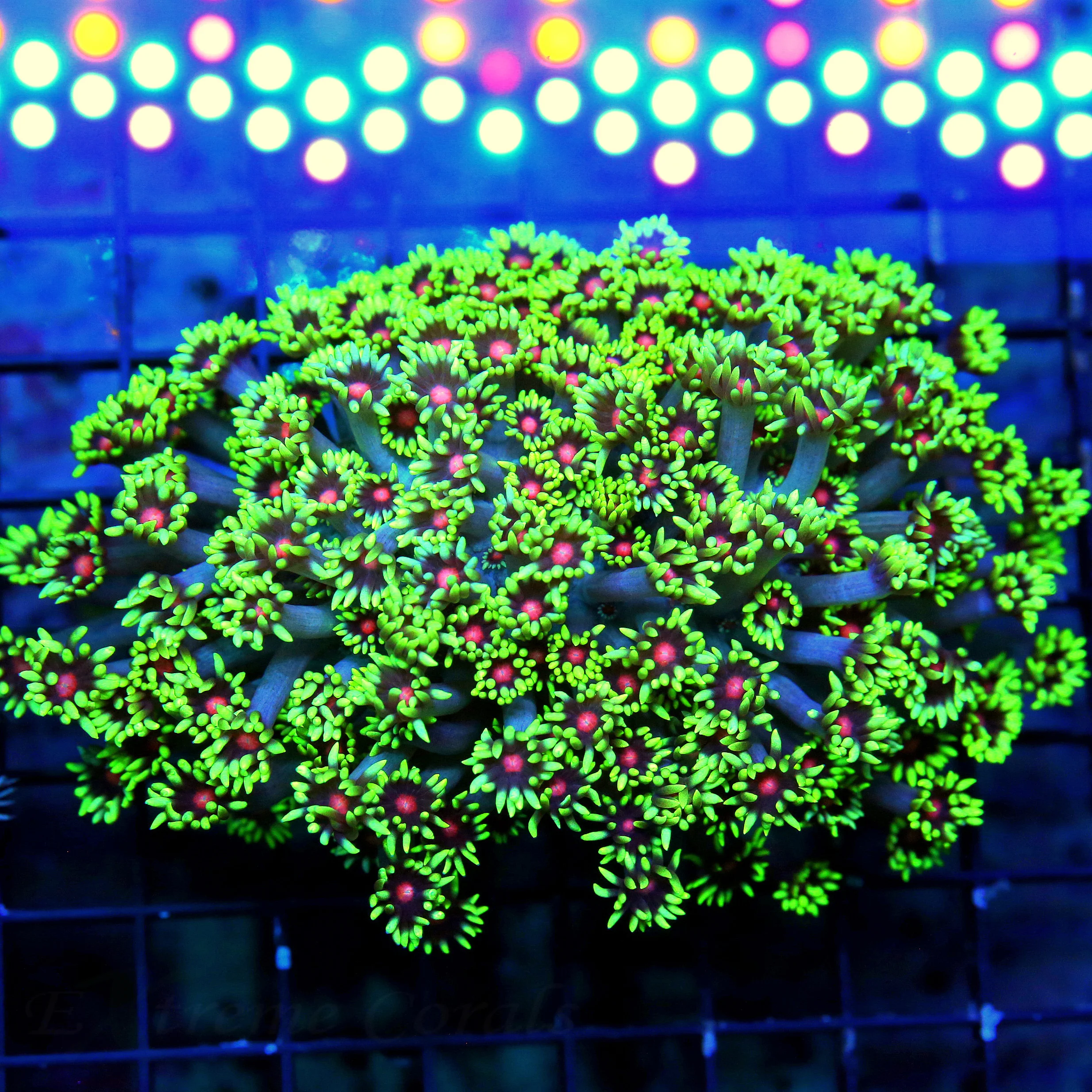 WYSIWYG 6X5 XXL ULTRA ULTRA RED EYED TOXIC GREEN ONE OF A KIND ULTIMATE INDO GONIOPORA live coral for sale - Extreme Corals