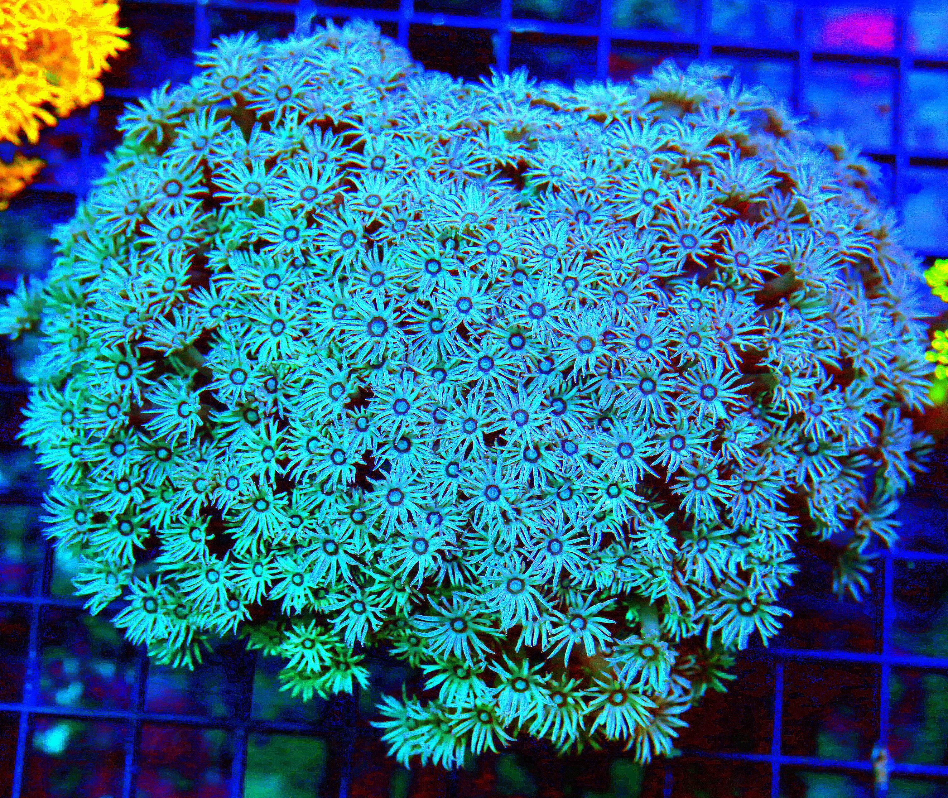 WYSIWYG 10X10 GINAT CNETERPIECE SUPER SUPER RARE XXXL ULTRA BLUE DIAMOND INDO GONIOPORA-TOTALLY INSANE live coral for sale - Extreme Corals