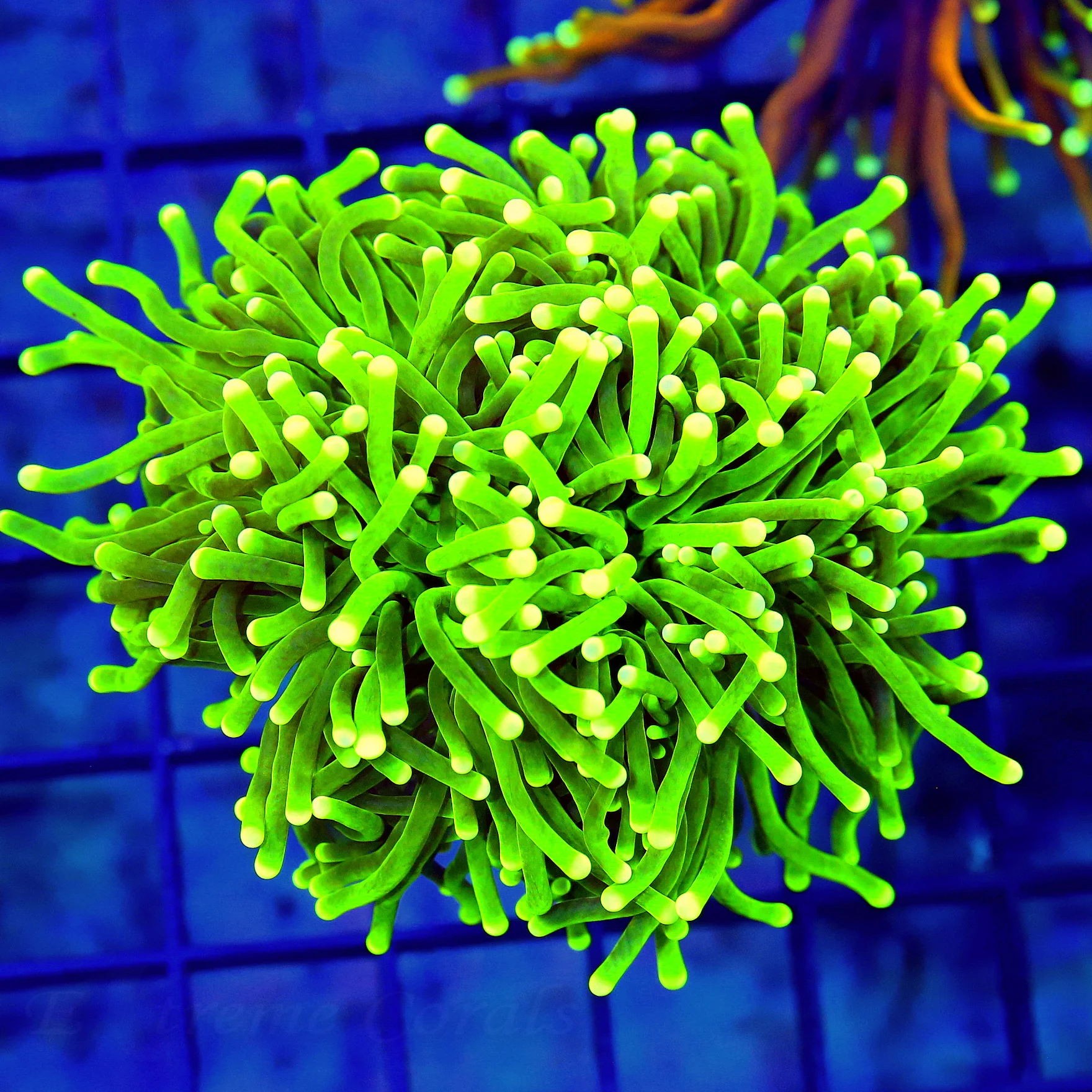 WYSIWYG 4.5X4 SUPER GREEN TENTACLED COLORED TIPPED ULTRA GRADE INDO TORCH CORAL-AWESOME!! live coral for sale - Extreme Corals