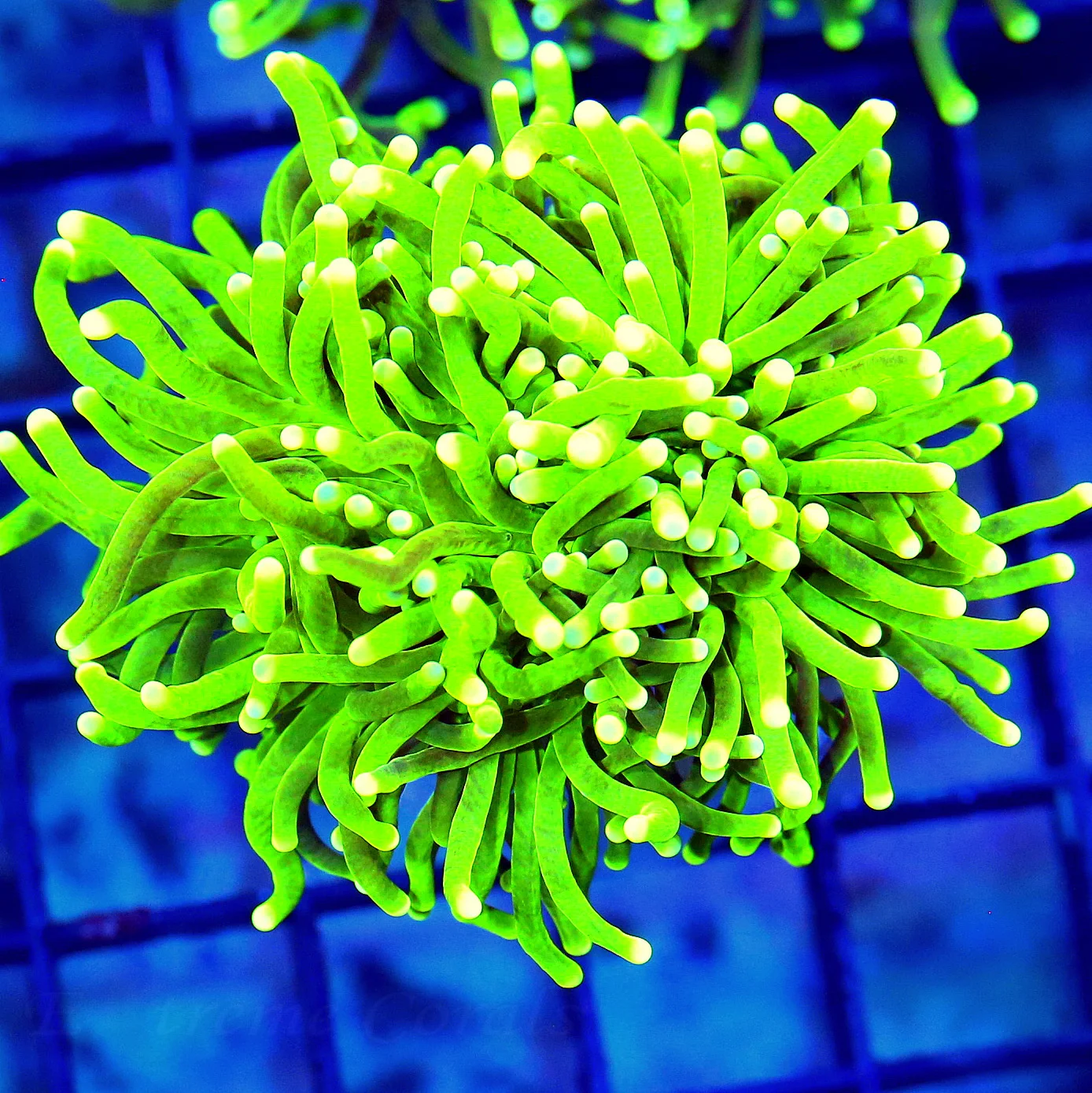 WYSIWYG 4X4 SUPER GREEN TENTACLED COLORED TIPPED ULTRA GRADE INDO TORCH CORAL-AWESOME!! live coral for sale - Extreme Corals