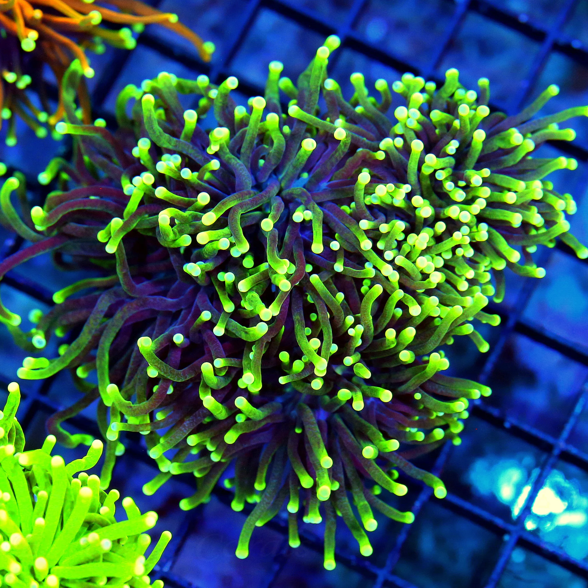 WYSIWYG 4.5X4.5 ULTRA ULTRA PURPLE NEON LEMON LIME GREEN FADING TO YELLOW TIPPED INDO TORCH live coral for sale - Extreme Corals