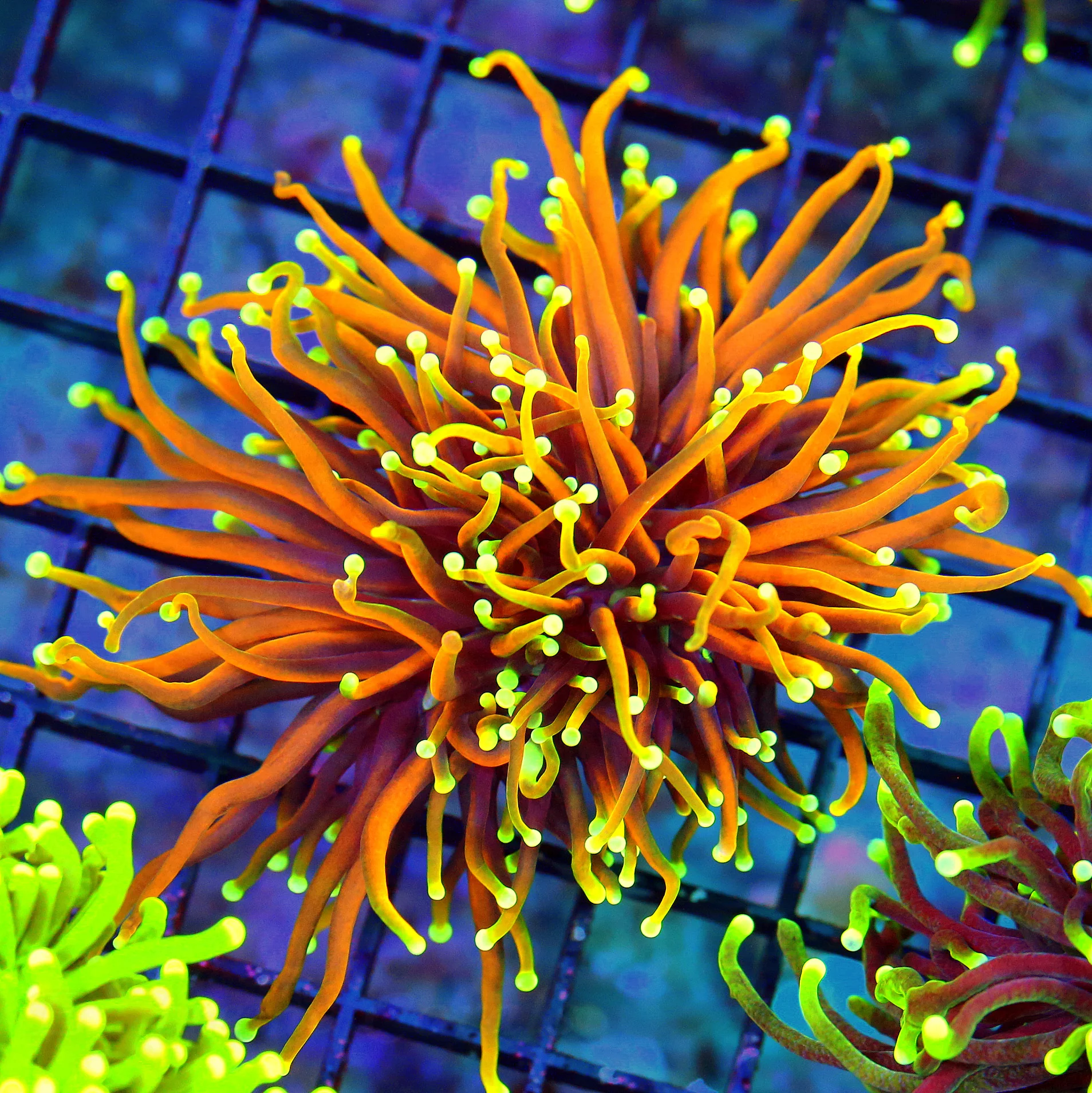 WYSIWYG 4.5X4.5 ULTRA COLORED ULTRA GRADE INDO 24K SUPER COLORED INDO SHOWPIECE TORCH live coral for sale - Extreme Corals