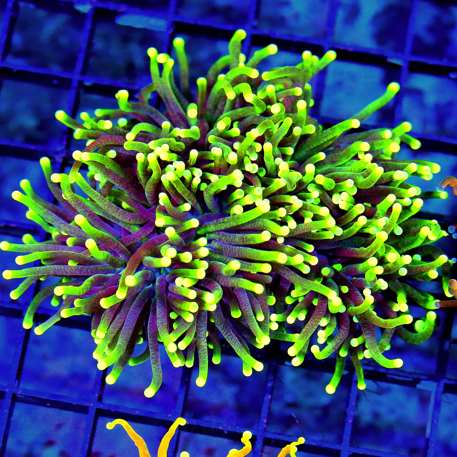 WYSIWYG 4.5X4 SUPER GREEN TENTACLED COLORED TIPPED ULTRA GRADE INDO TORCH CORAL-AWESOME!! live coral for sale - Extreme Corals