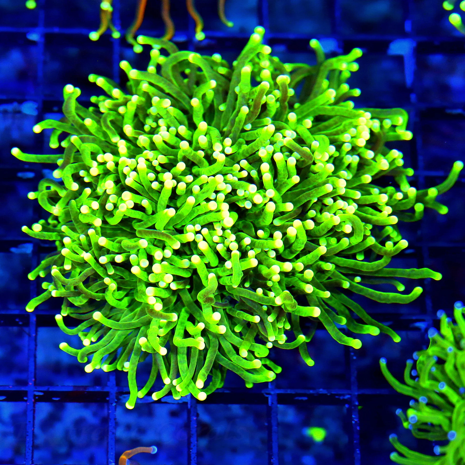WYSIWYG 4X3 SUPER GREEN TENTACLED COLORED TIPPED ULTRA GRADE INDO TORCH CORAL-AWESOME!! live coral for sale - Extreme Corals