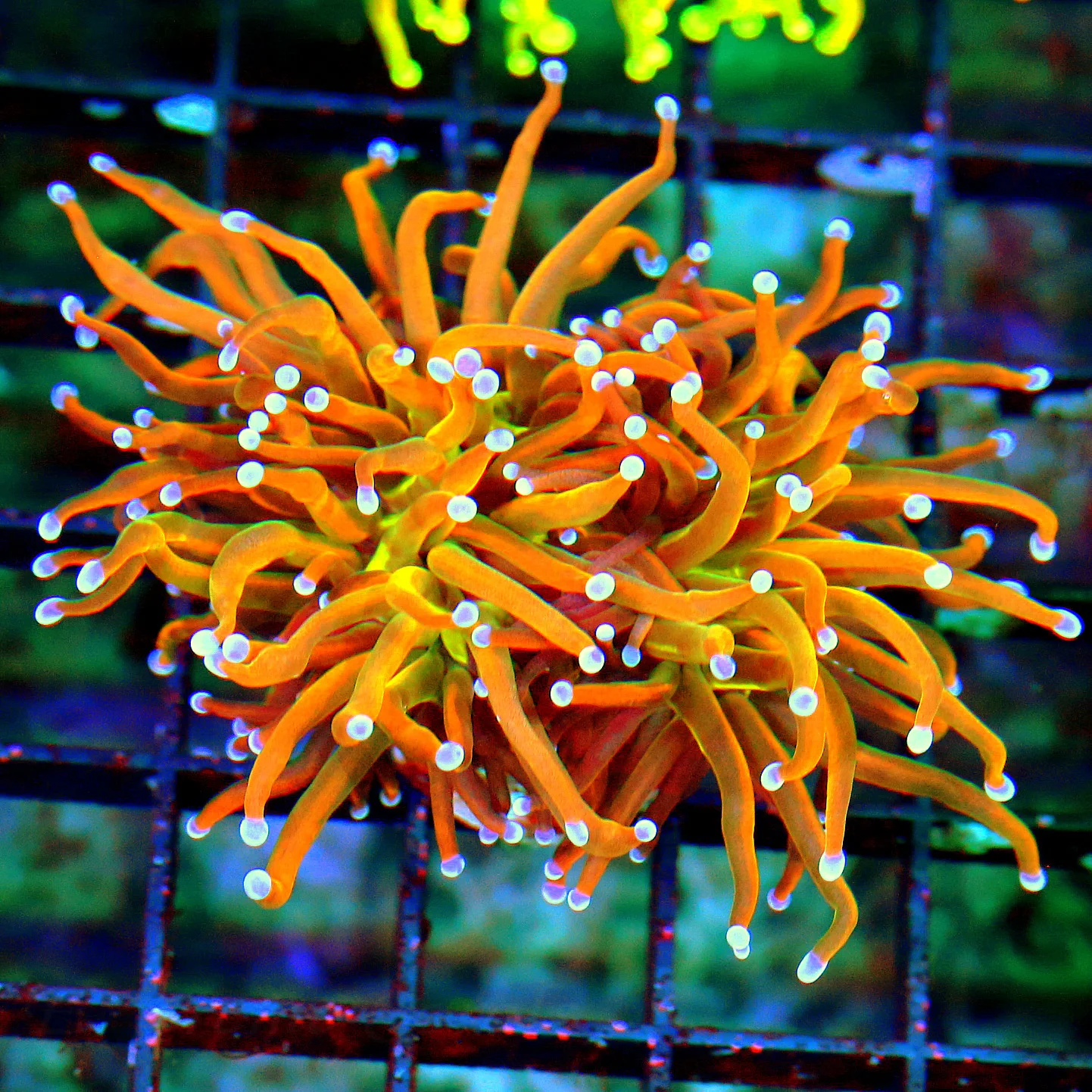 WYSIWYG 4.5X4.5 ULTRA COLORED ULTRA GRADE INDO 24K GREEN CENTERED COLLECTORS ITEM SUPER INDO SHOWPIECE TORCH live coral for sale - Extreme Corals
