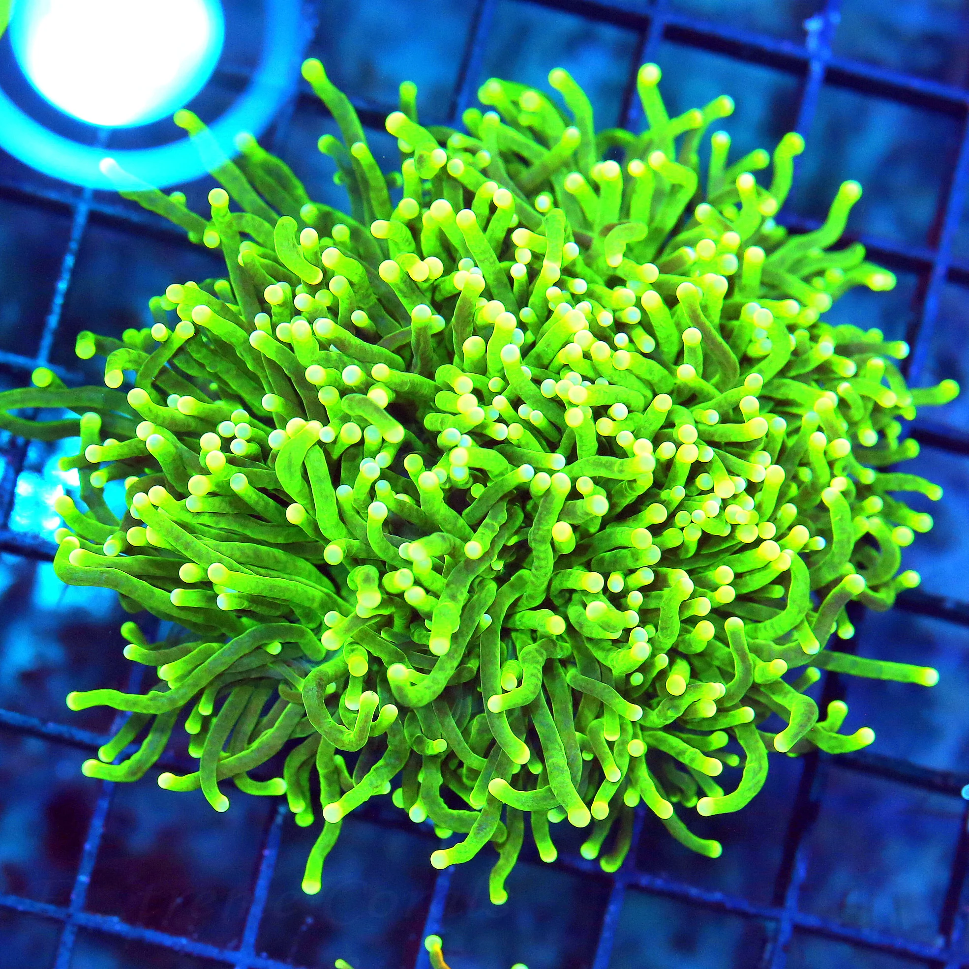 WYSIWYG 4X3 SUPER GREEN TENTACLED COLORED TIPPED ULTRA GRADE INDO TORCH CORAL-AWESOME!! live coral for sale - Extreme Corals