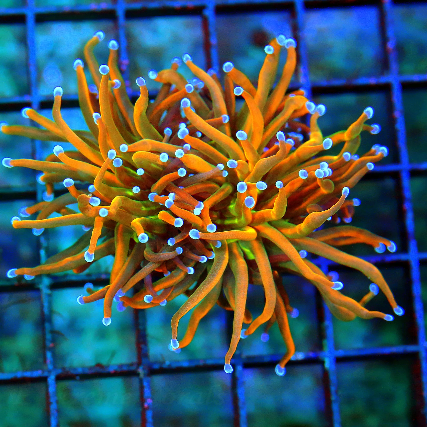WYSIWYG 3.5X3.5 ULTRA COLORED ULTRA GRADE INDO 24K GREEN CENTERED COLLECTORS ITEM SUPER INDO SHOWPIECE TORCH live coral for sale - Extreme Corals