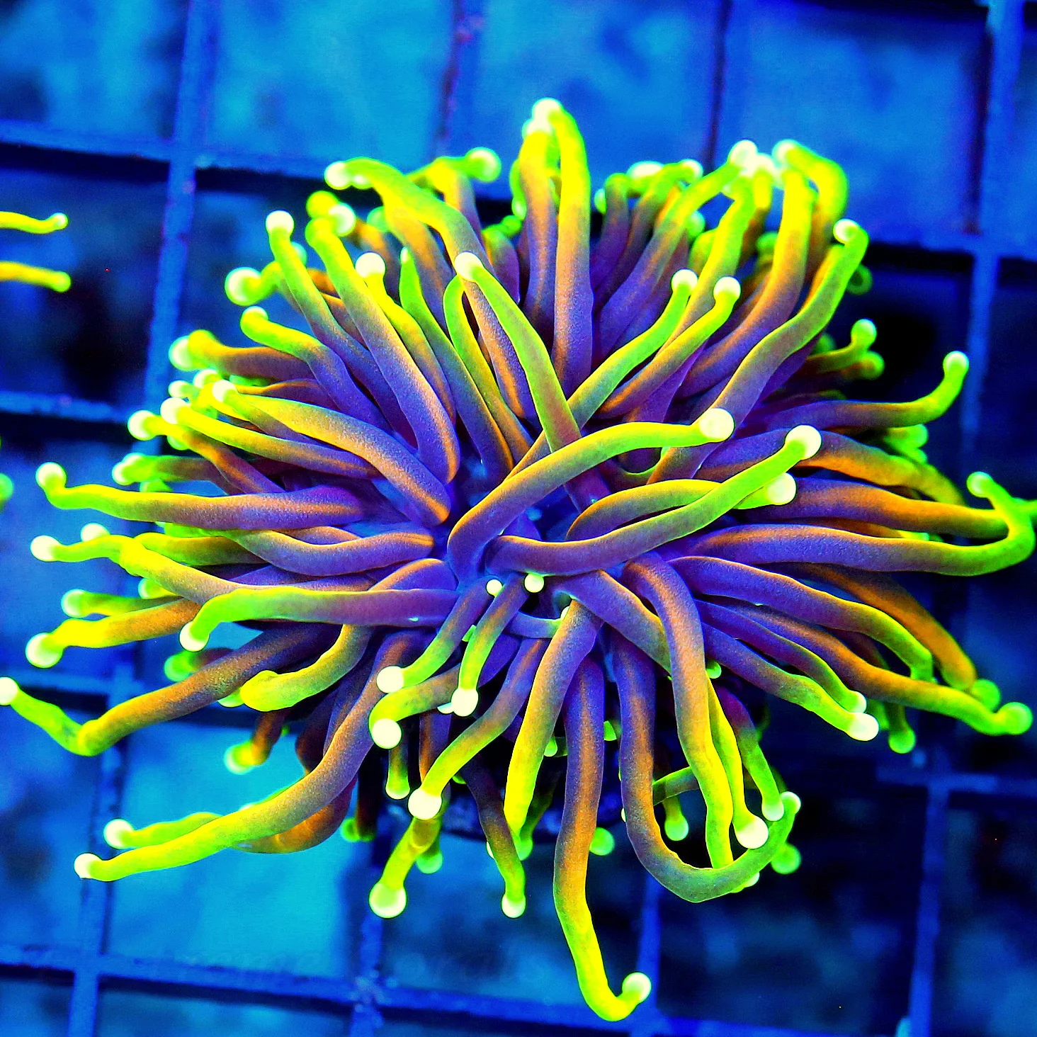 WYSIWYG 3.5X3.5 AWESOME  "ULTRA HELLFIRE" ORANGE INDO TORCH-COLLECTORS ITEM!! live coral for sale - Extreme Corals