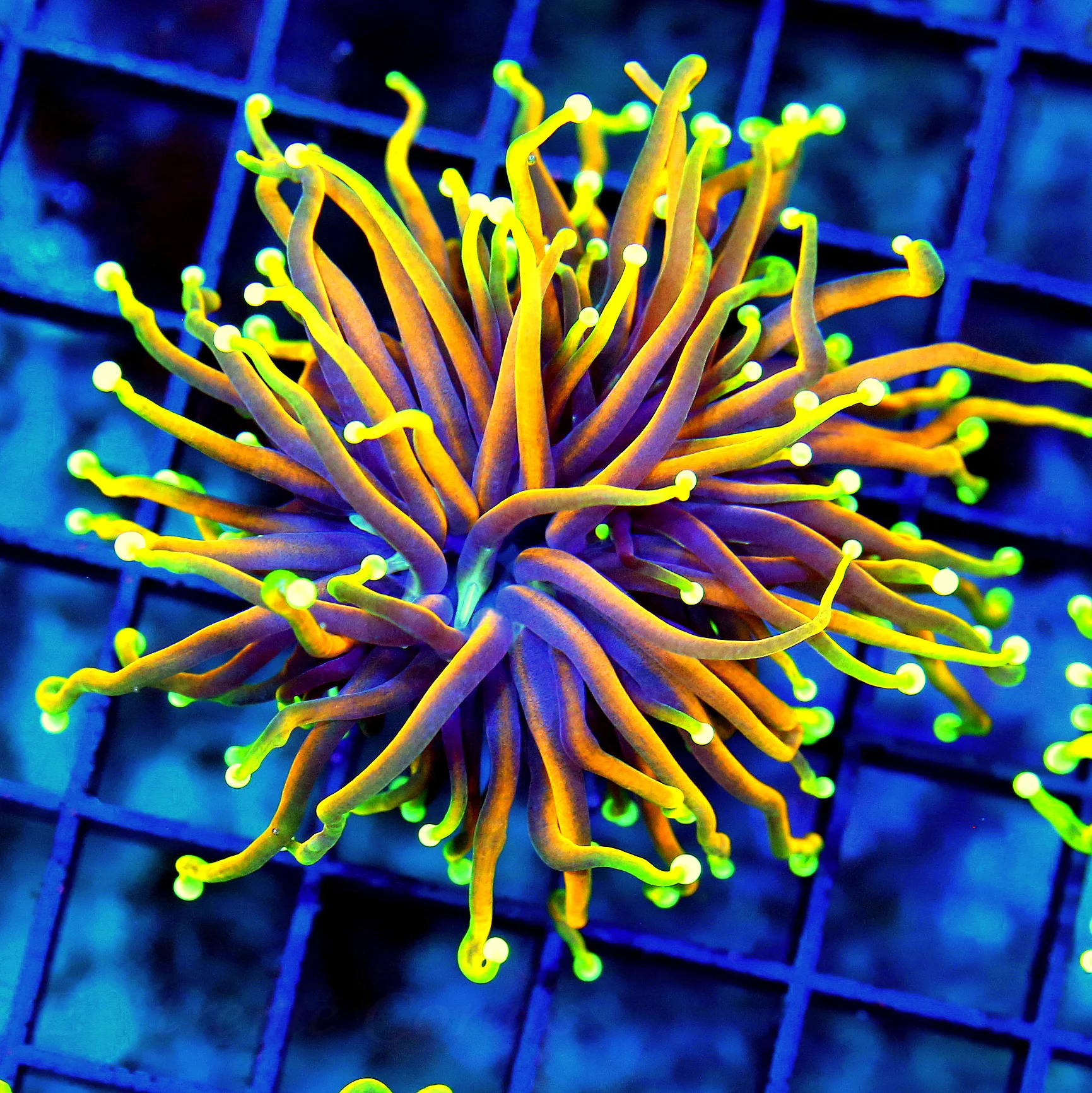 WYSIWYG 3.5X3.5 AWESOME  "ULTRA HELLFIRE" ORANGE INDO TORCH-COLLECTORS ITEM!! live coral for sale - Extreme Corals