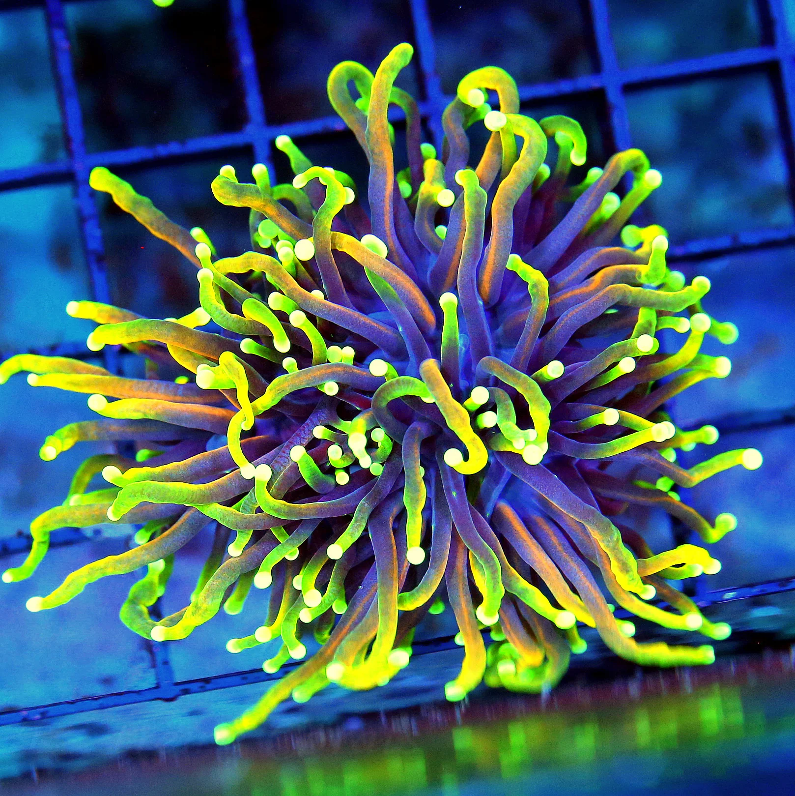 WYSIWYG 3.5X3.5 AWESOME  "ULTRA HELLFIRE" ORANGE INDO TORCH-COLLECTORS ITEM!! live coral for sale - Extreme Corals
