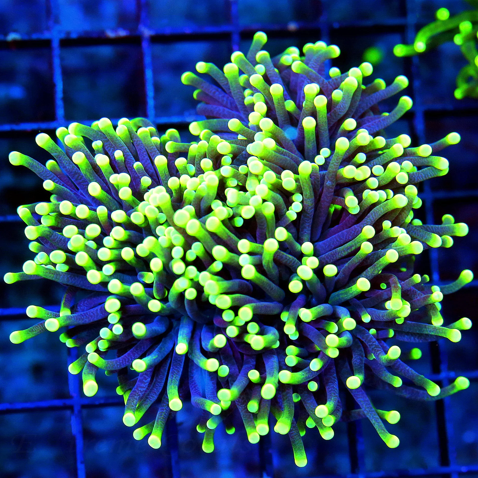 WYSIWYG 5.5X4.5 INCREDIBLELY RARE SUPER BLUE TENTACLED ULTRA ULTRA LEMON LIME YELLOW TIPPED ULTRA IDO TORCH live coral for sale - Extreme Corals