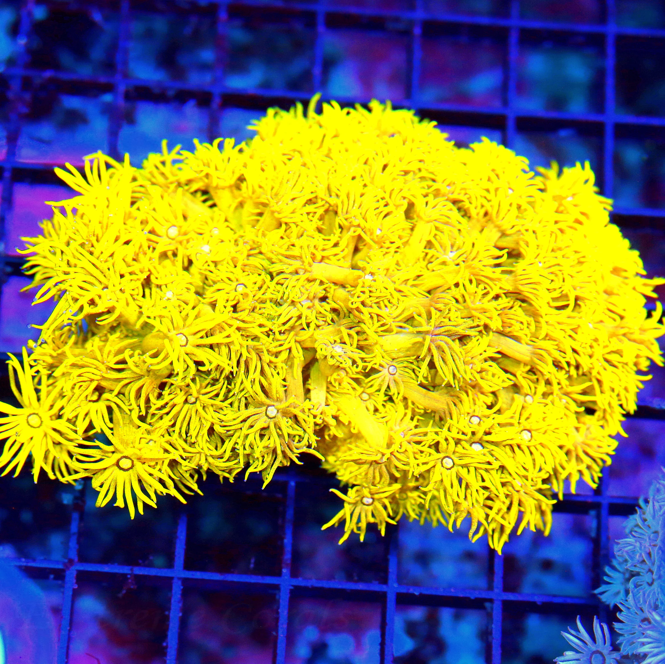 WYSIWYG 5.5X4.5.XL SUPER ULTRA ULTRA NEON FLORESCENT YELLOW SHOWPIECE GONIOPORA-INSANE!!!! live coral for sale - Extreme Corals