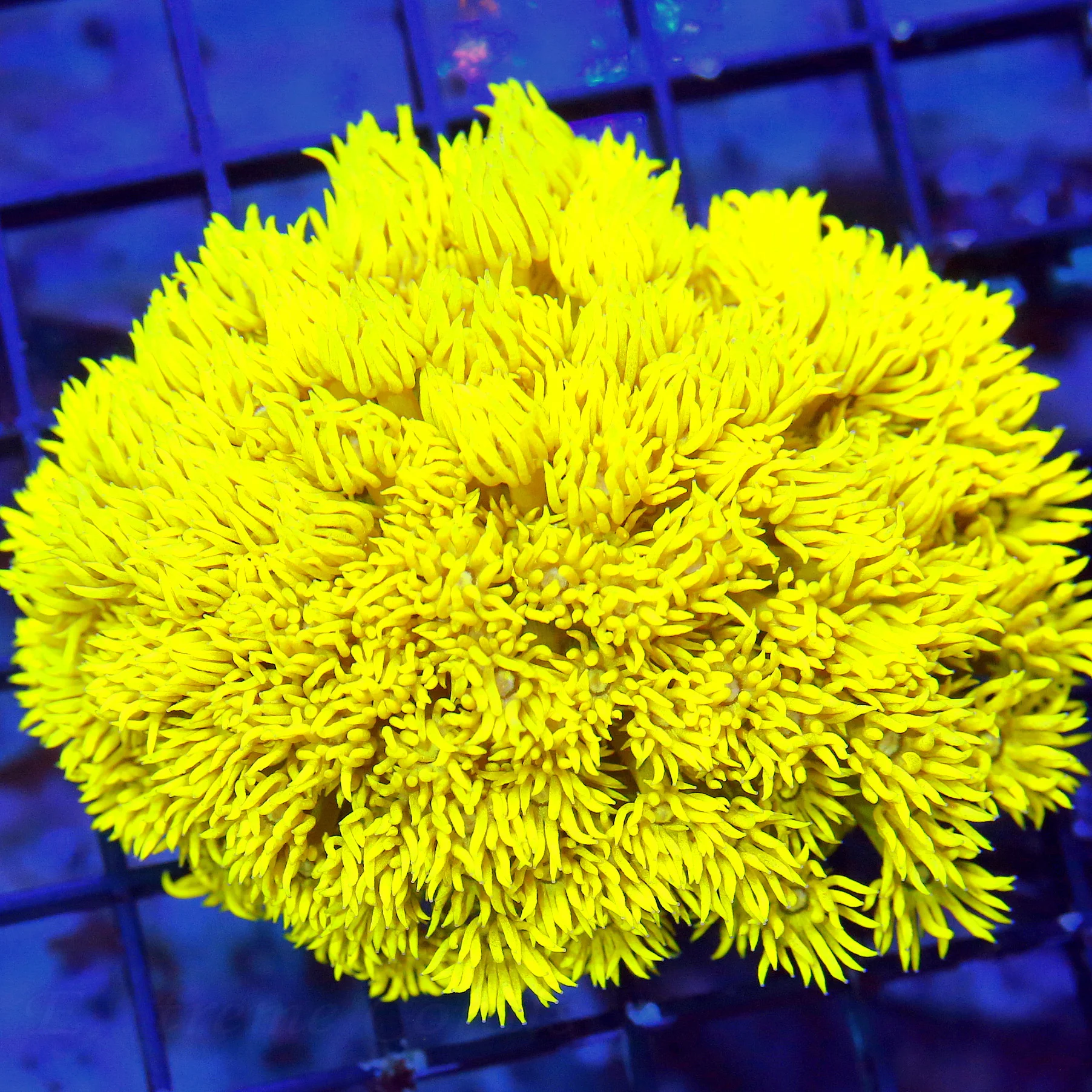WYSIWYG 5X4.XL SUPER ULTRA ULTRA NEON FLORESCENT YELLOW SHOWPIECE GONIOPORA-INSANE!!!! live coral for sale - Extreme Corals