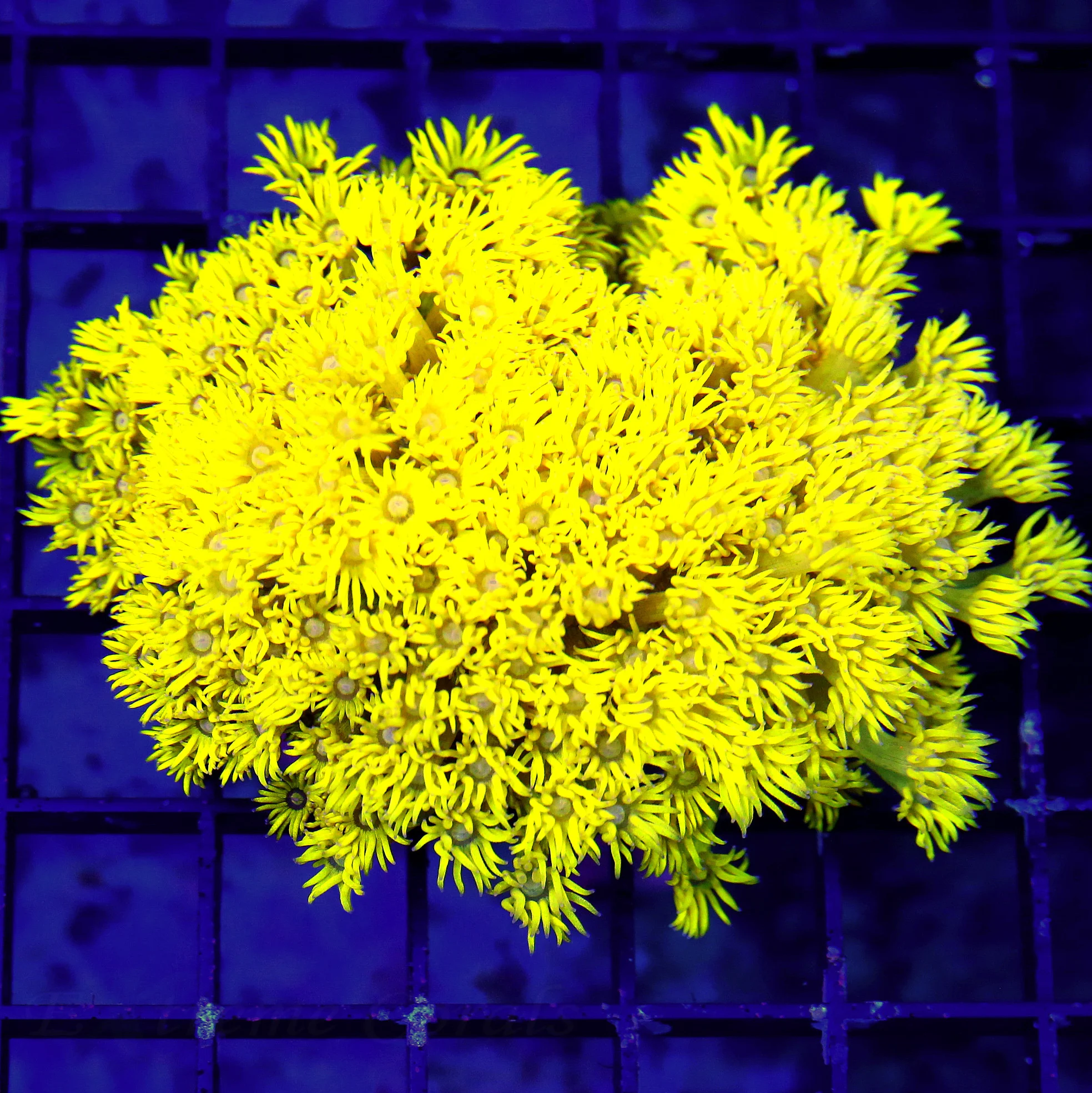 WYSIWYG 5X4.XL SUPER ULTRA ULTRA NEON FLORESCENT YELLOW SHOWPIECE GONIOPORA-INSANE!!!! live coral for sale - Extreme Corals