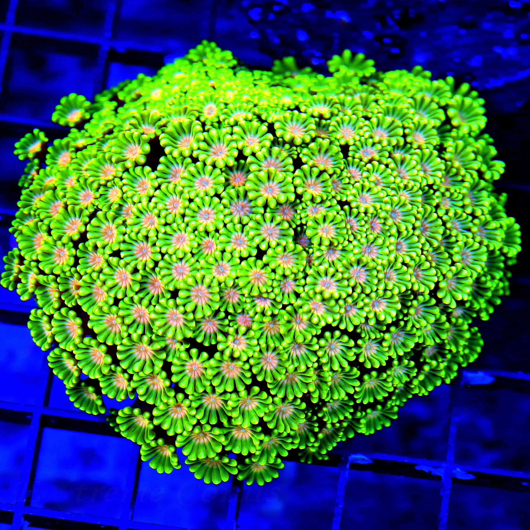 WYSIWYG 4.5X4.5 HANDPICKED BY SCOTT-PEE IN YOUR PANTS AWESOME RED EYED SUPER COLORED COLLECTORS ITEM GONIOPO live coral for sale - Extreme Corals