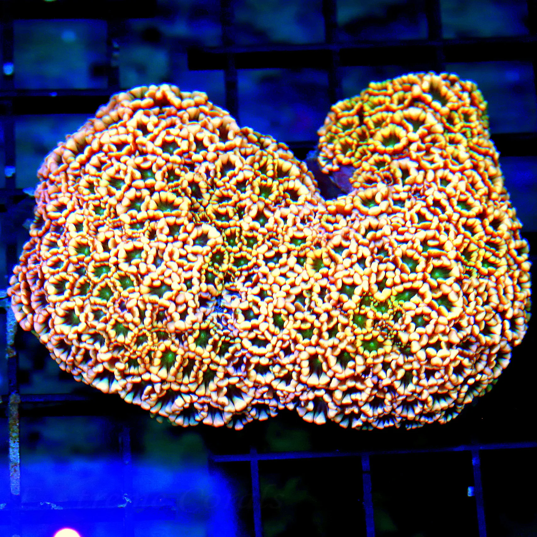 WYSIWYG 5.5X4.5 XL SUPER SUPER PINK GREEN ALIEN EYED ULTRA ULTRA COLORED AUSSIE ALVEOPORA-AWESOME!! live coral for sale - Extreme Corals