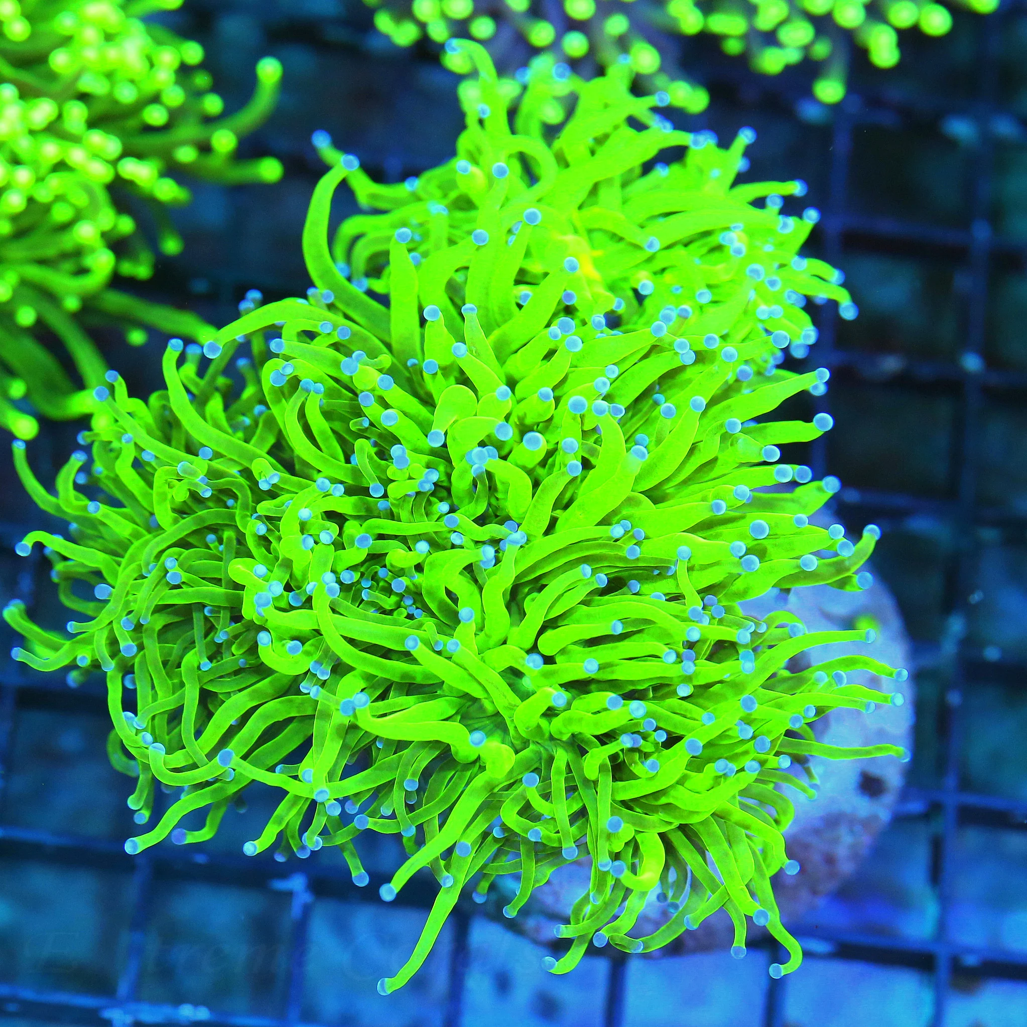 WYSIWYG 5.5X5.5 XXLGLOWING TOXIC GREEN SUPER BLUE TIPPED INDO SHOWPIECE XXL TORCH CORAL live coral for sale - Extreme Corals