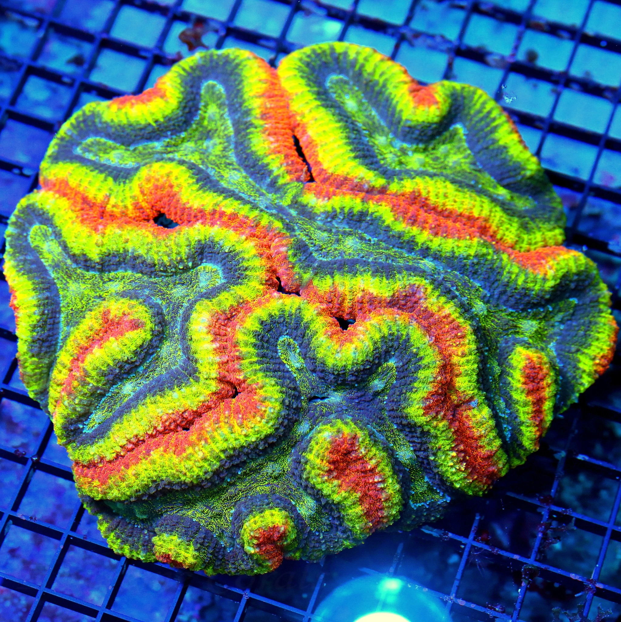 WYSIWYG 8x8 GIANT CENTERPIECE 4 COLOR RAINBOW ULTRA GRADE INCREDIBLE SHOWPIECE AUSSIE LOBOPHYLLIA live coral for sale at Extreme Corals